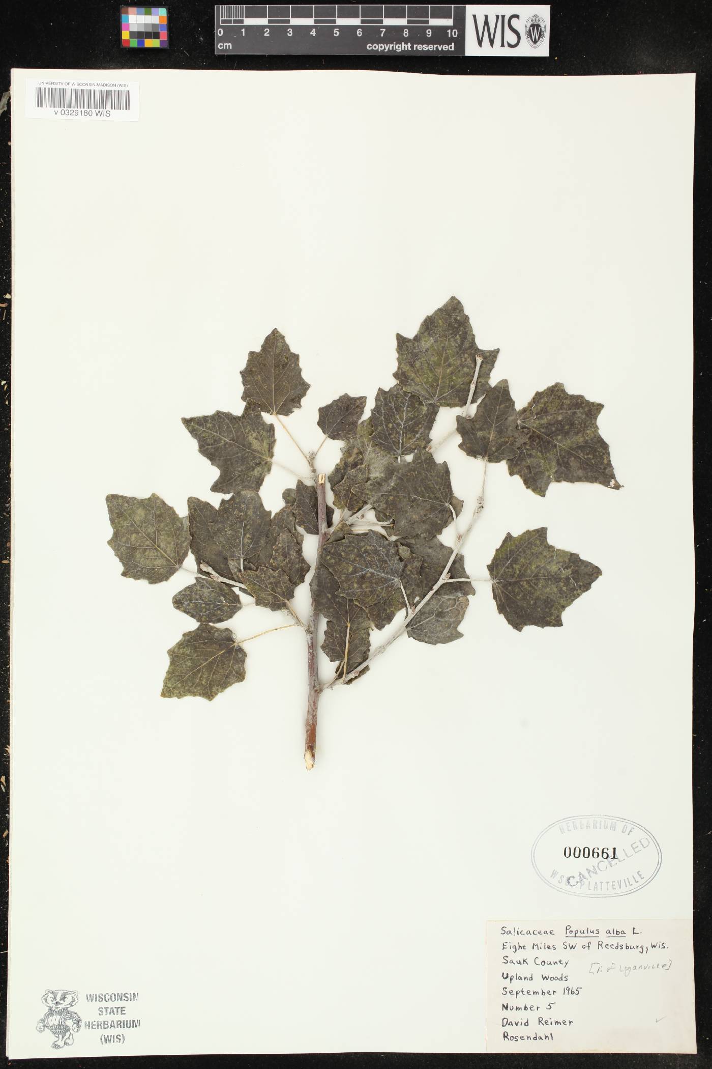 Populus alba image