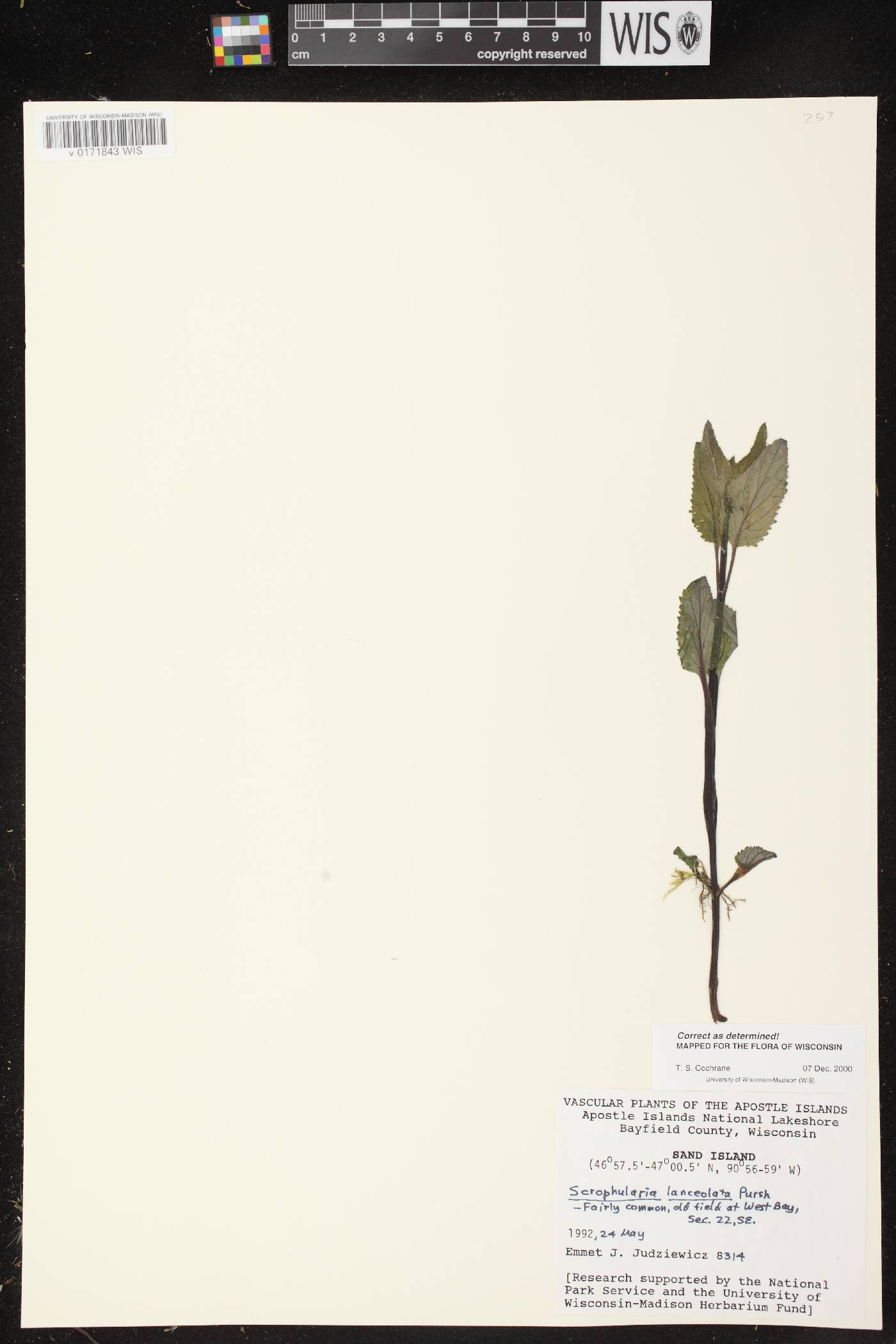 Scrophularia lanceolata image