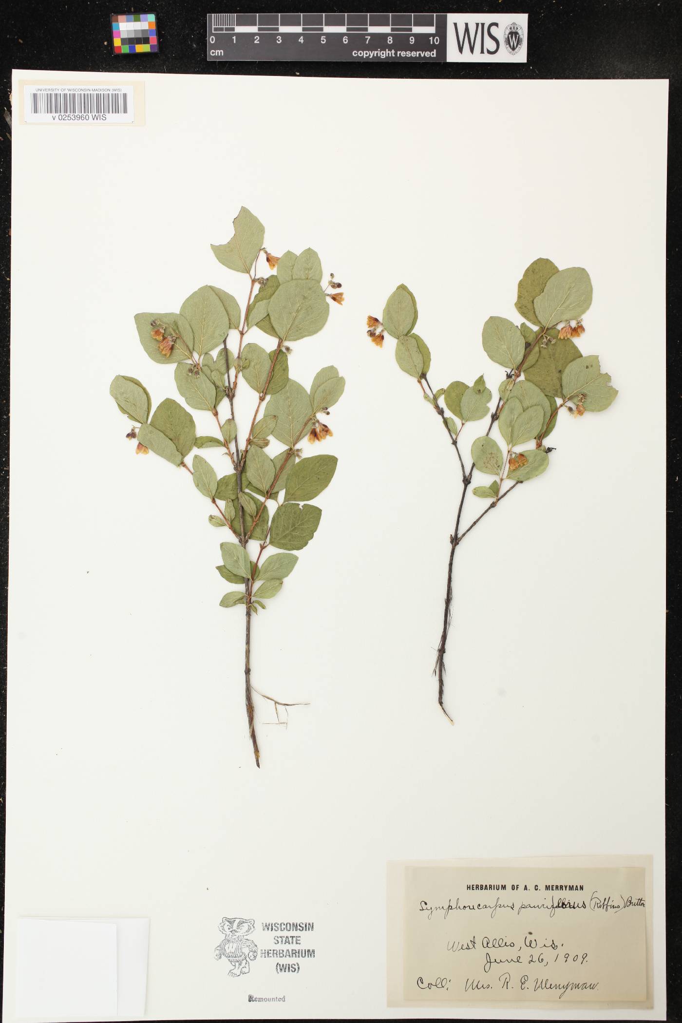 Symphoricarpos albus image