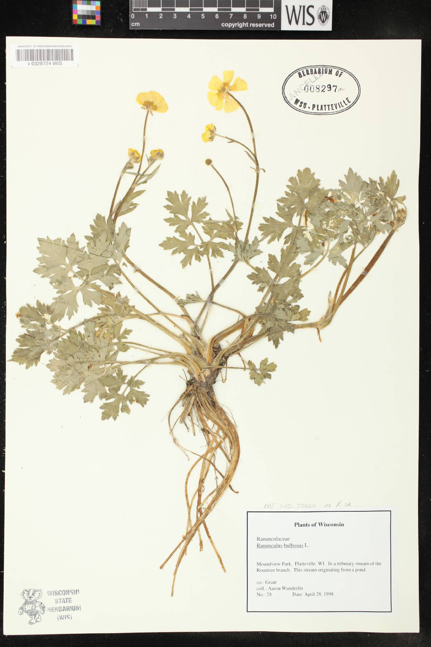 Ranunculus hispidus image