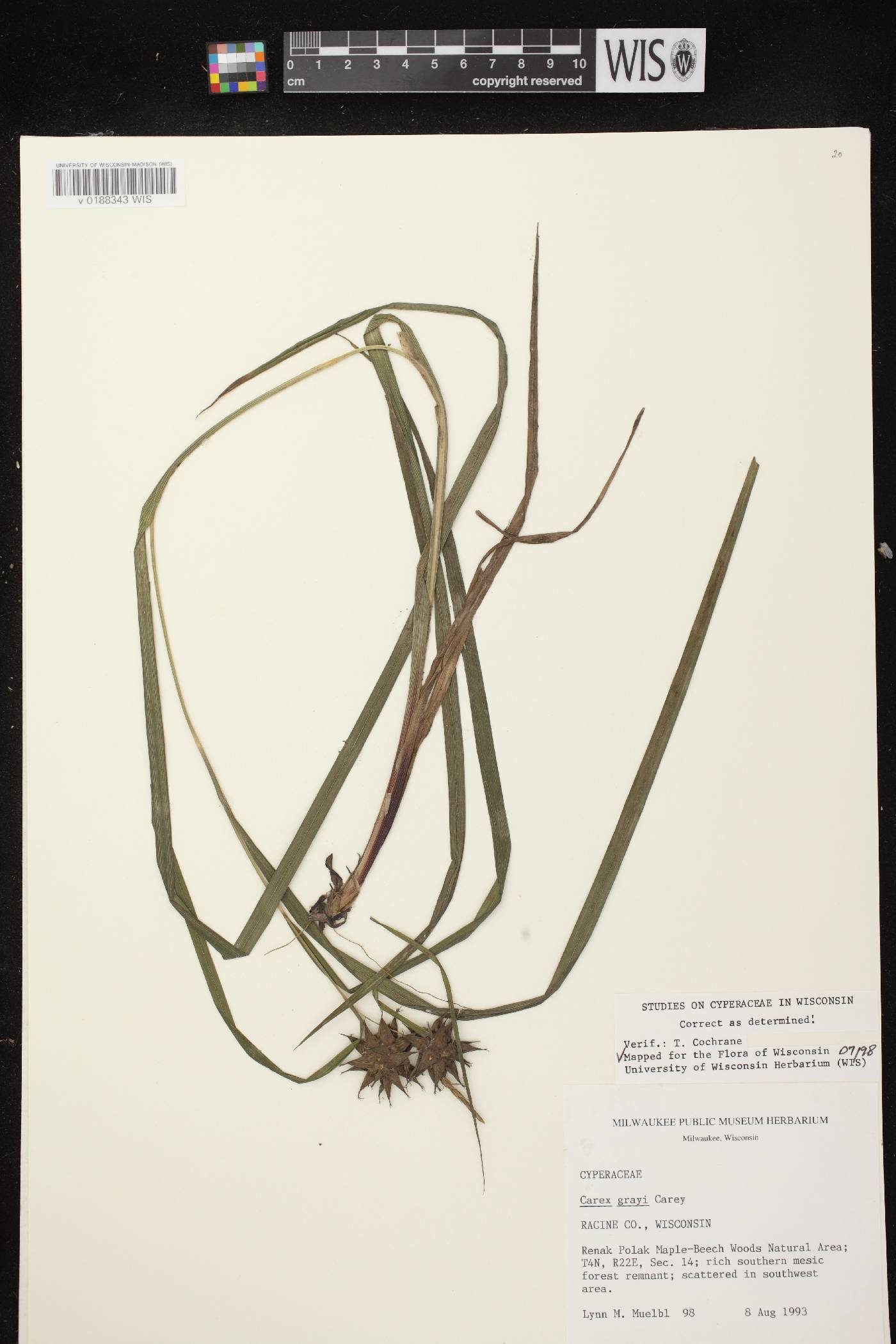Carex grayi image