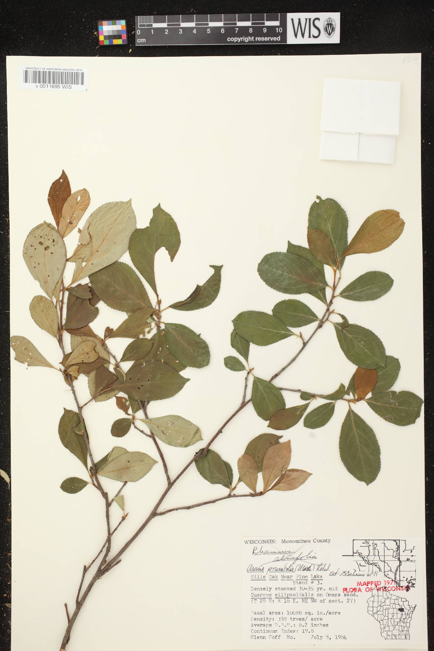 Aronia x prunifolia image