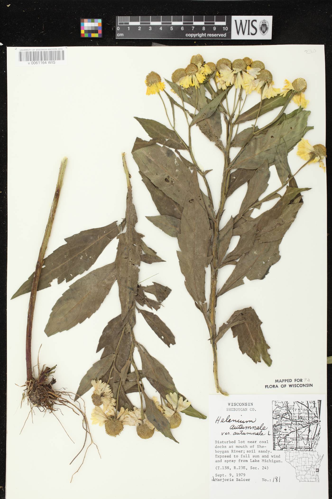 Helenium autumnale image