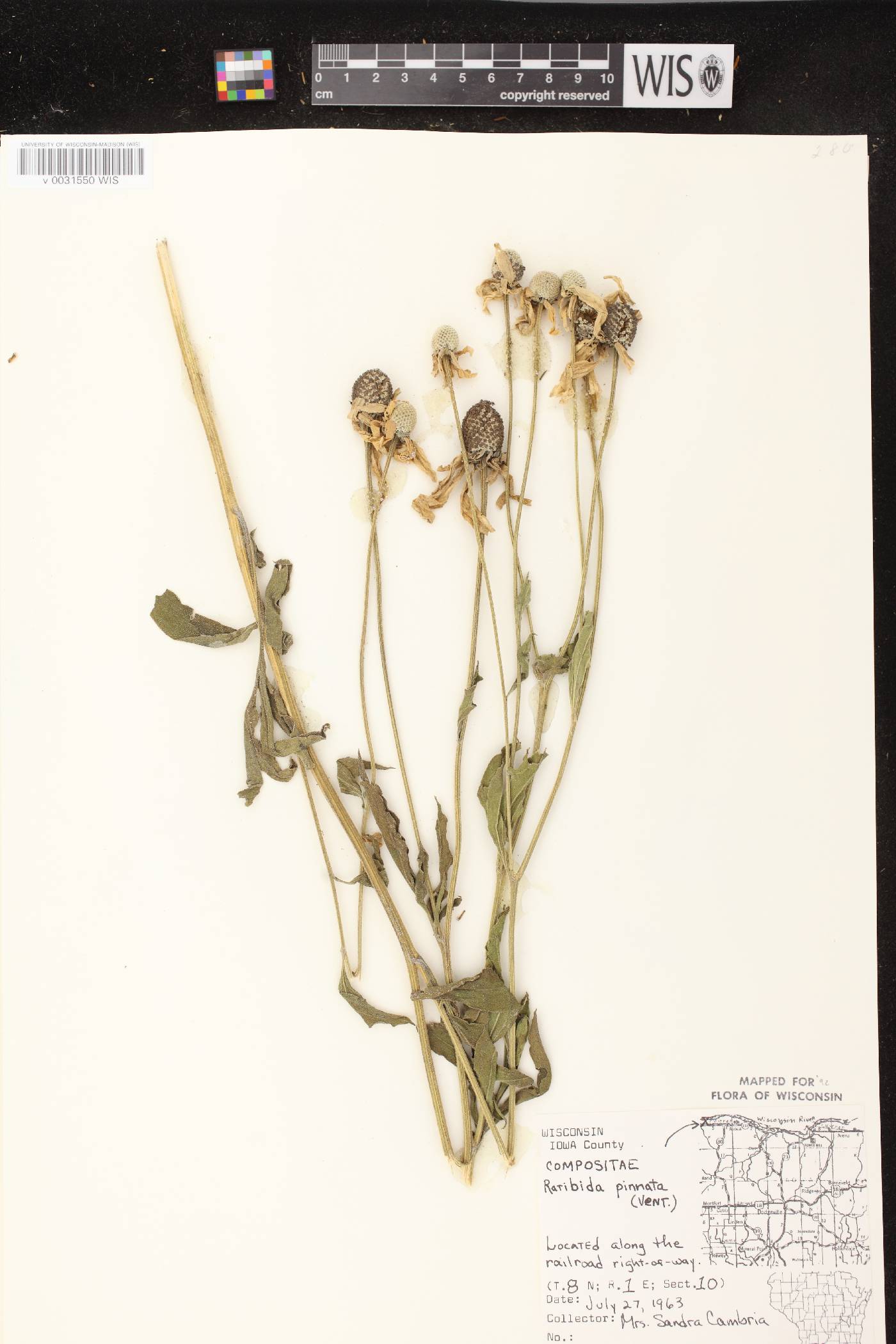 Ratibida pinnata image