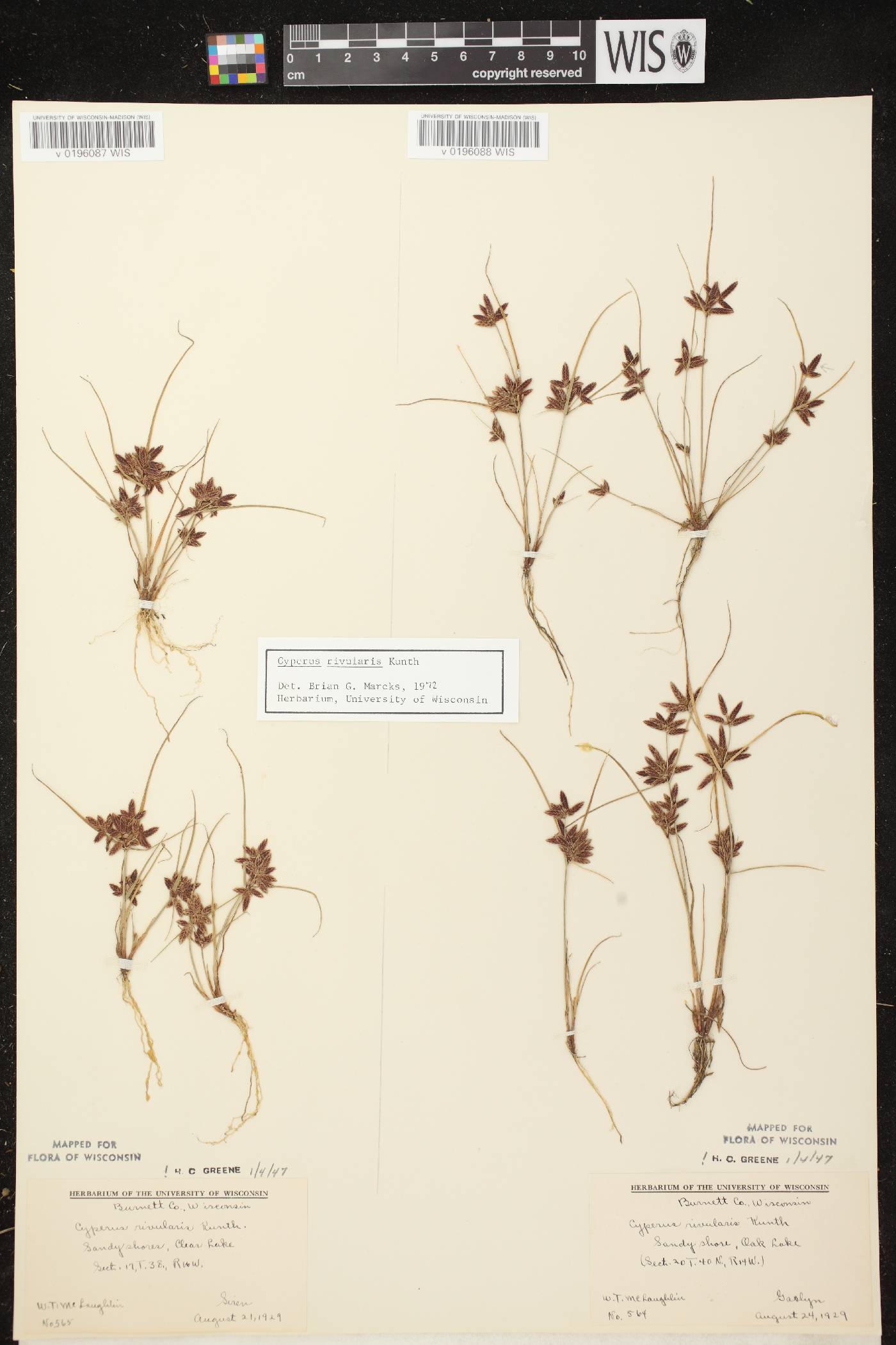 Cyperus bipartitus image