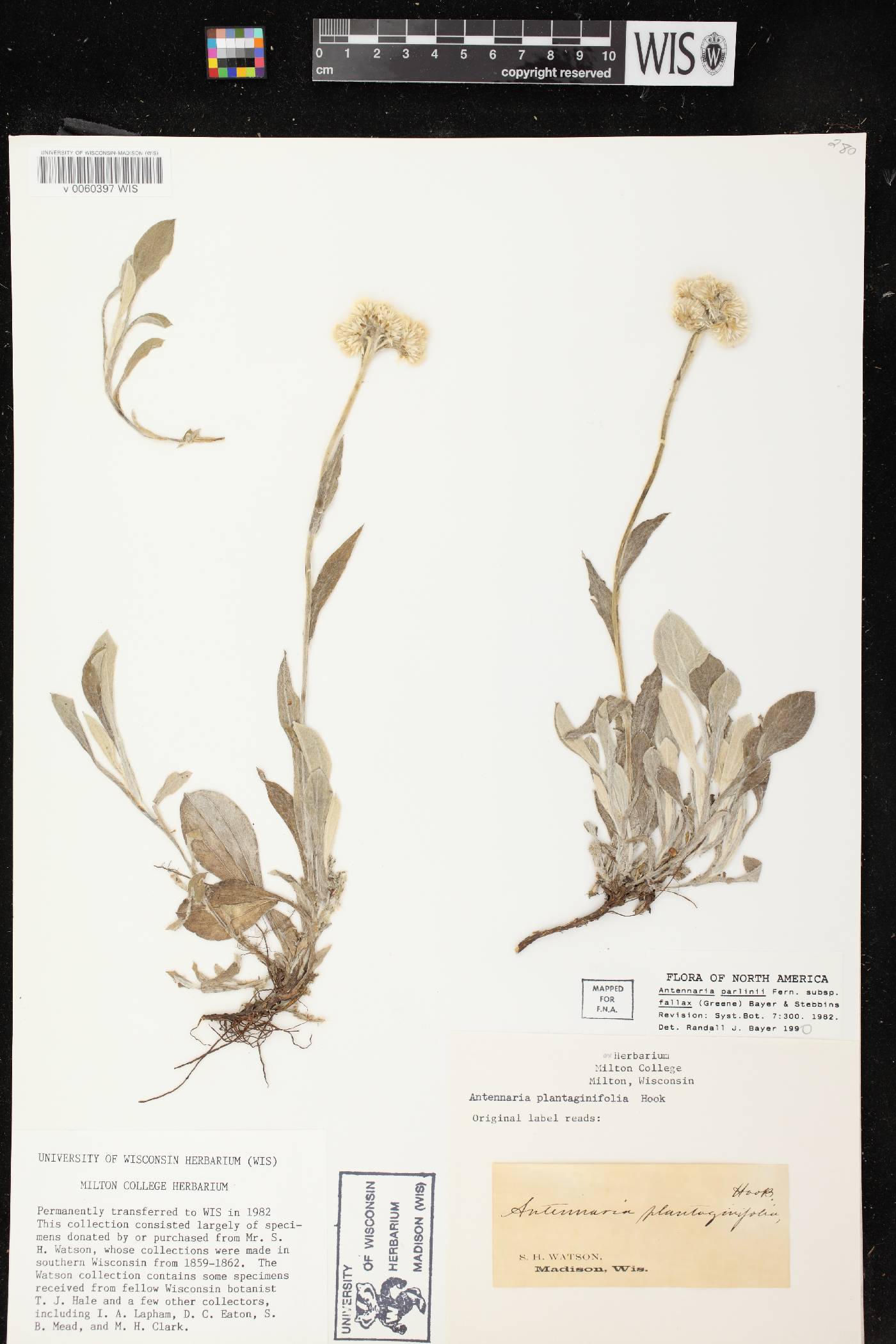 Antennaria parlinii subsp. fallax image