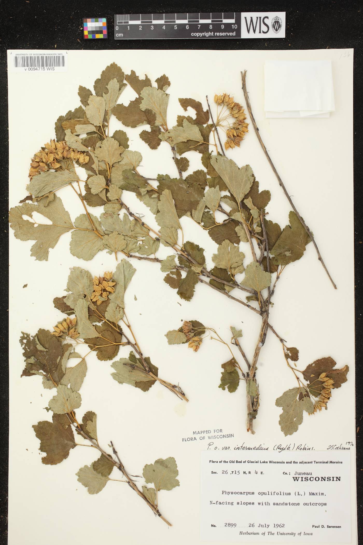 Physocarpus intermedius image