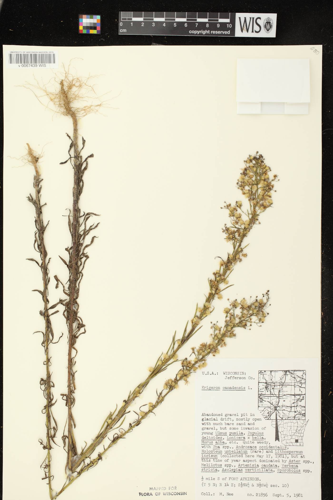 Conyza canadensis image