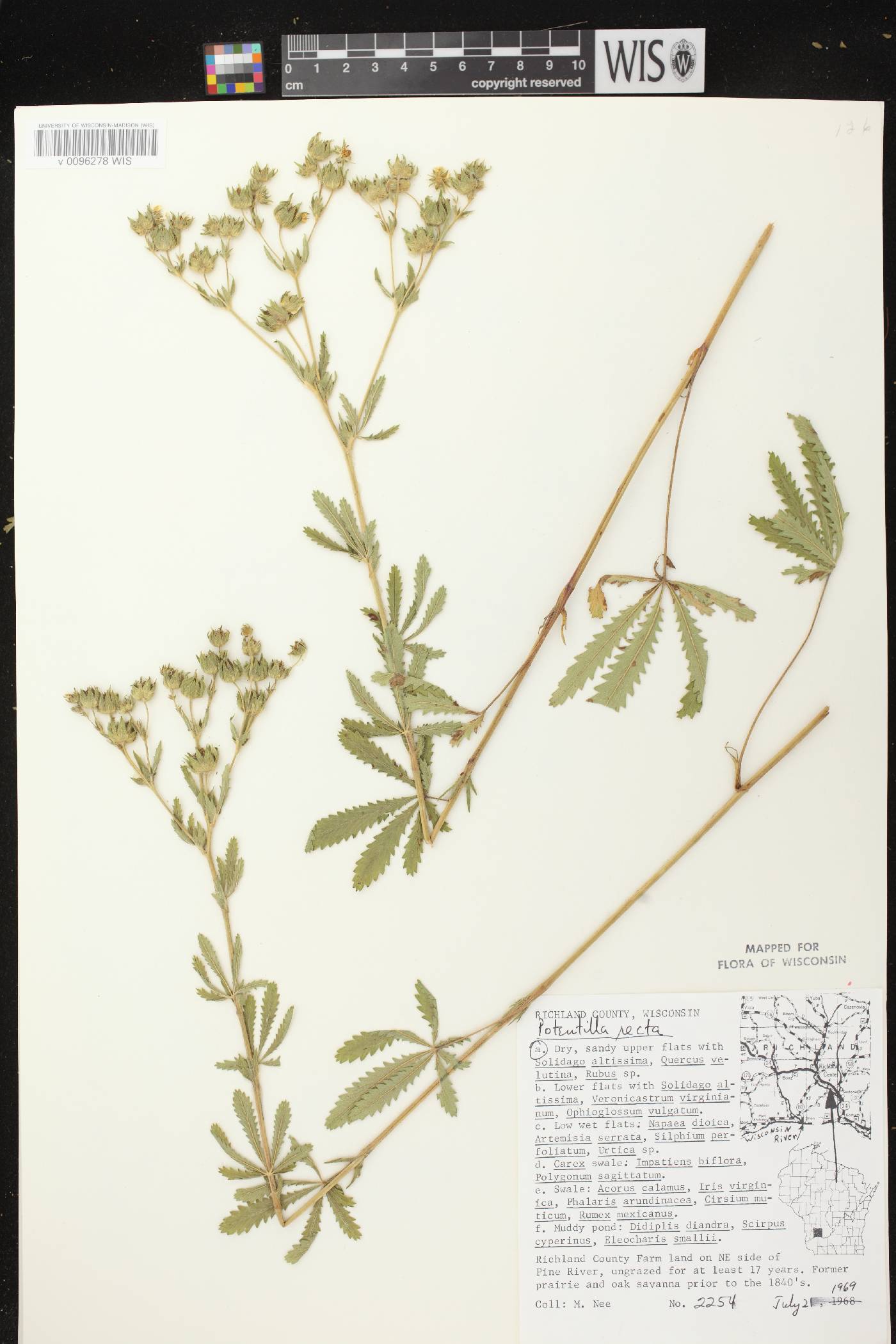Potentilla recta image