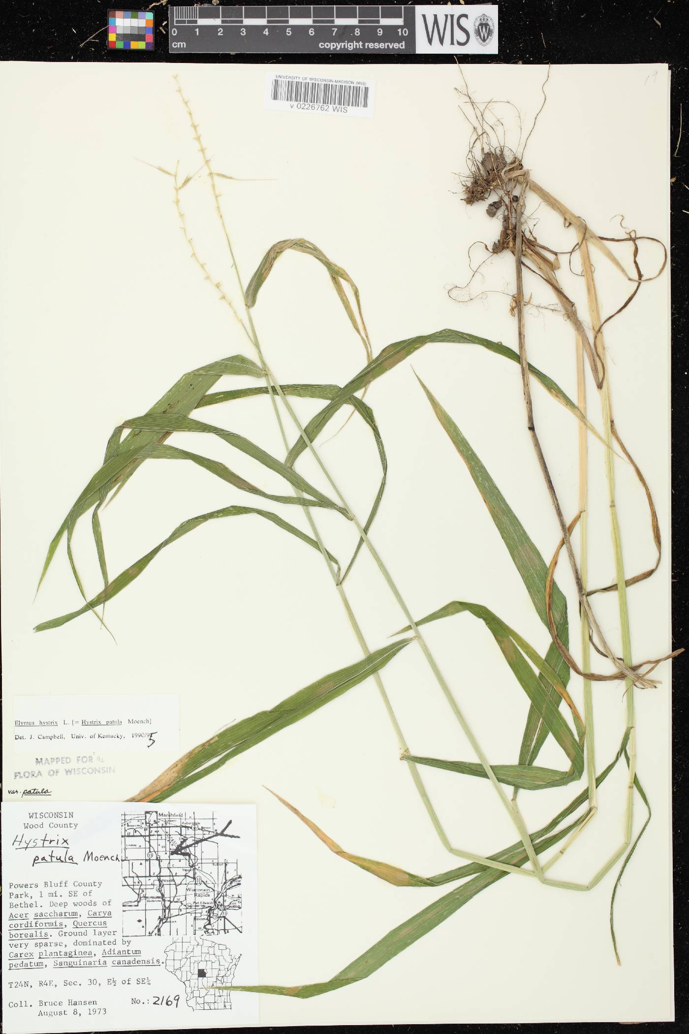 Elymus hystrix var. hystrix image