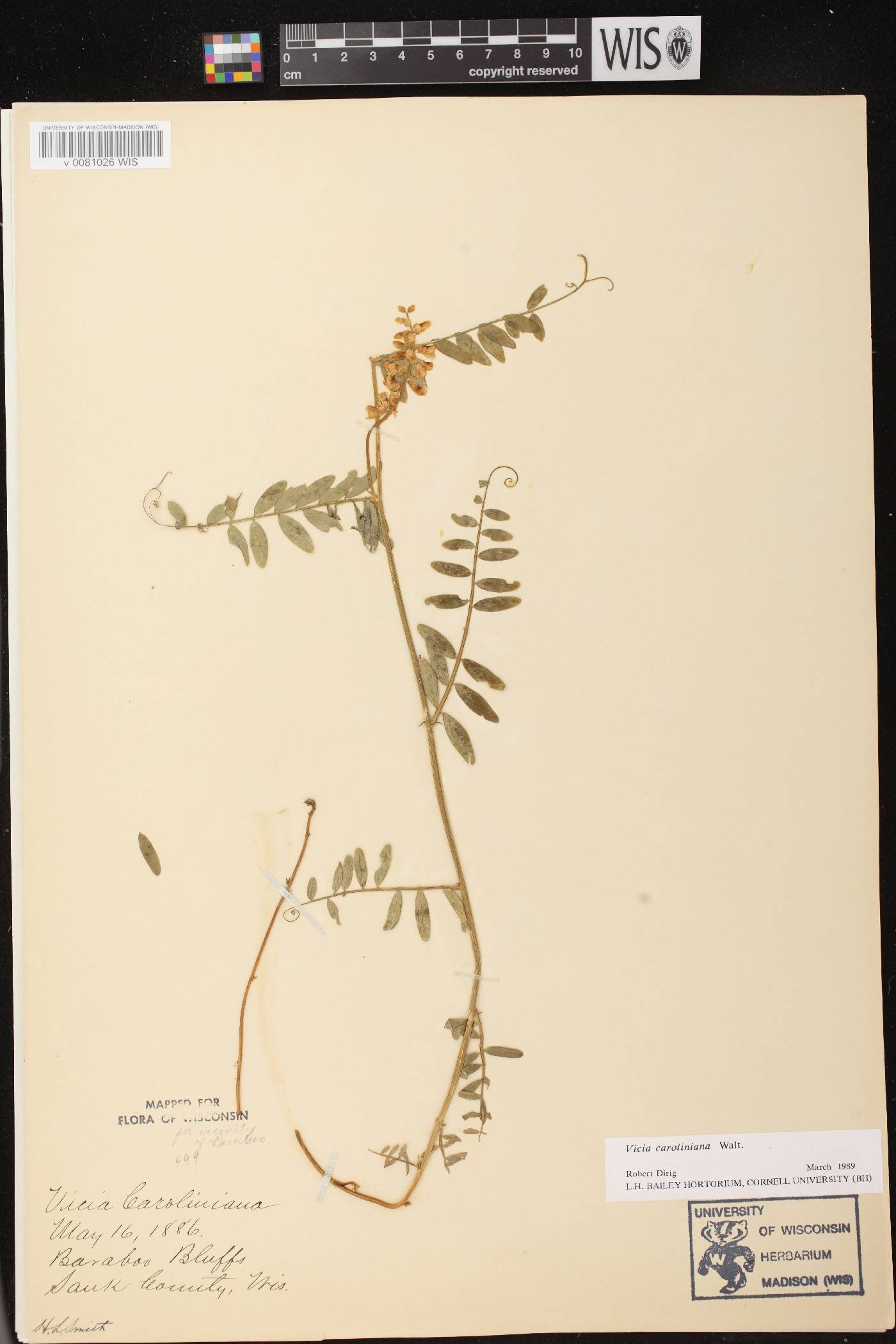 Vicia caroliniana image