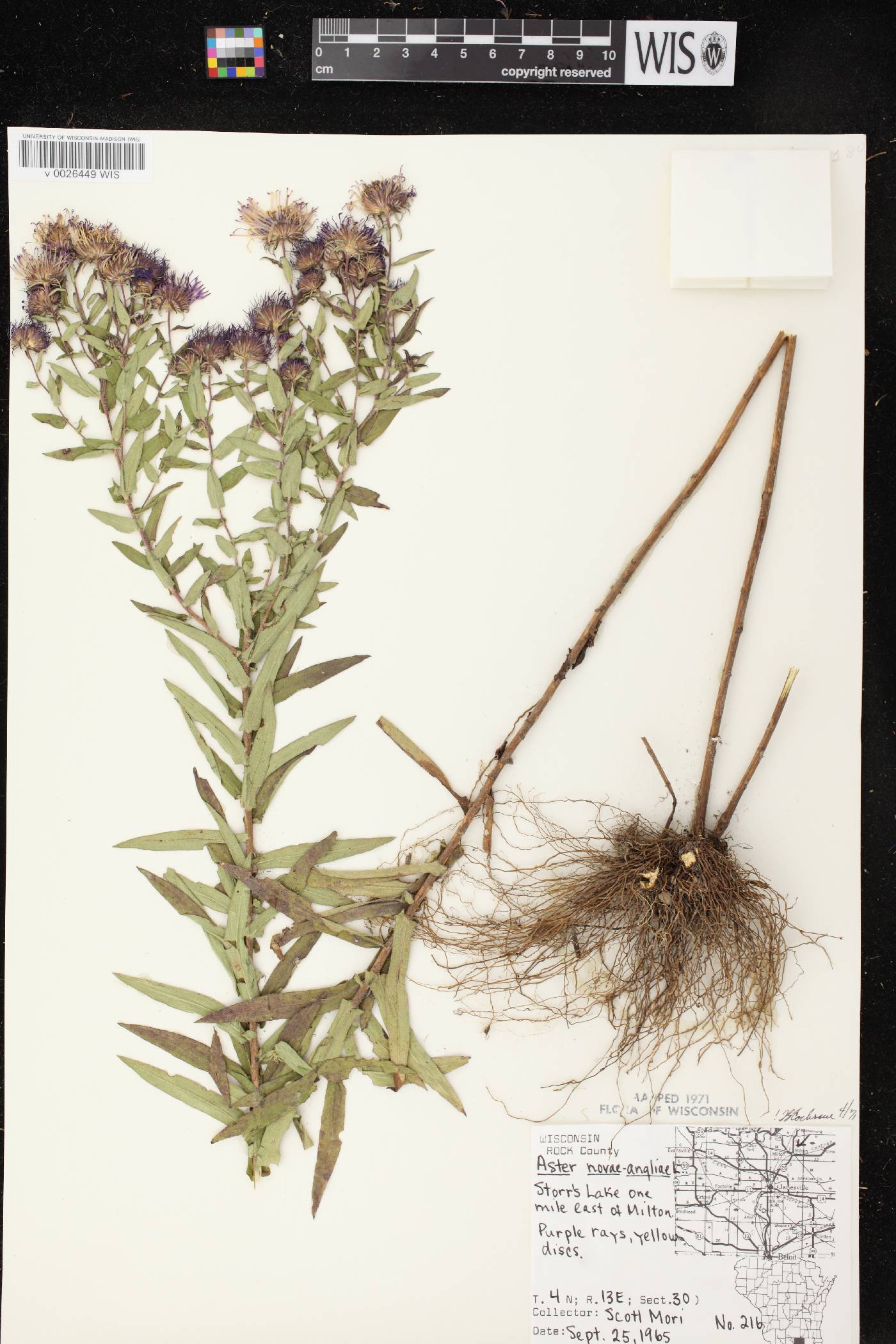 Symphyotrichum novae-angliae image