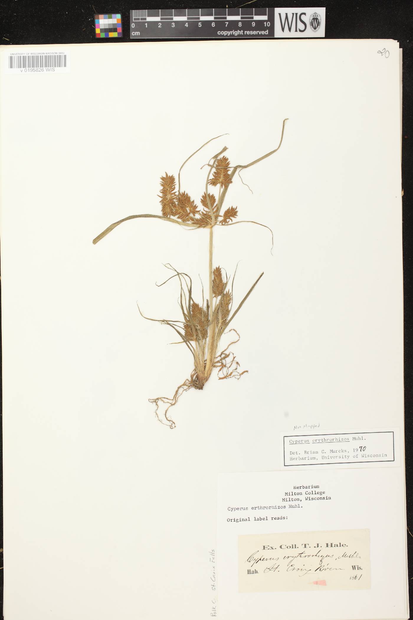 Cyperus erythrorhizos image
