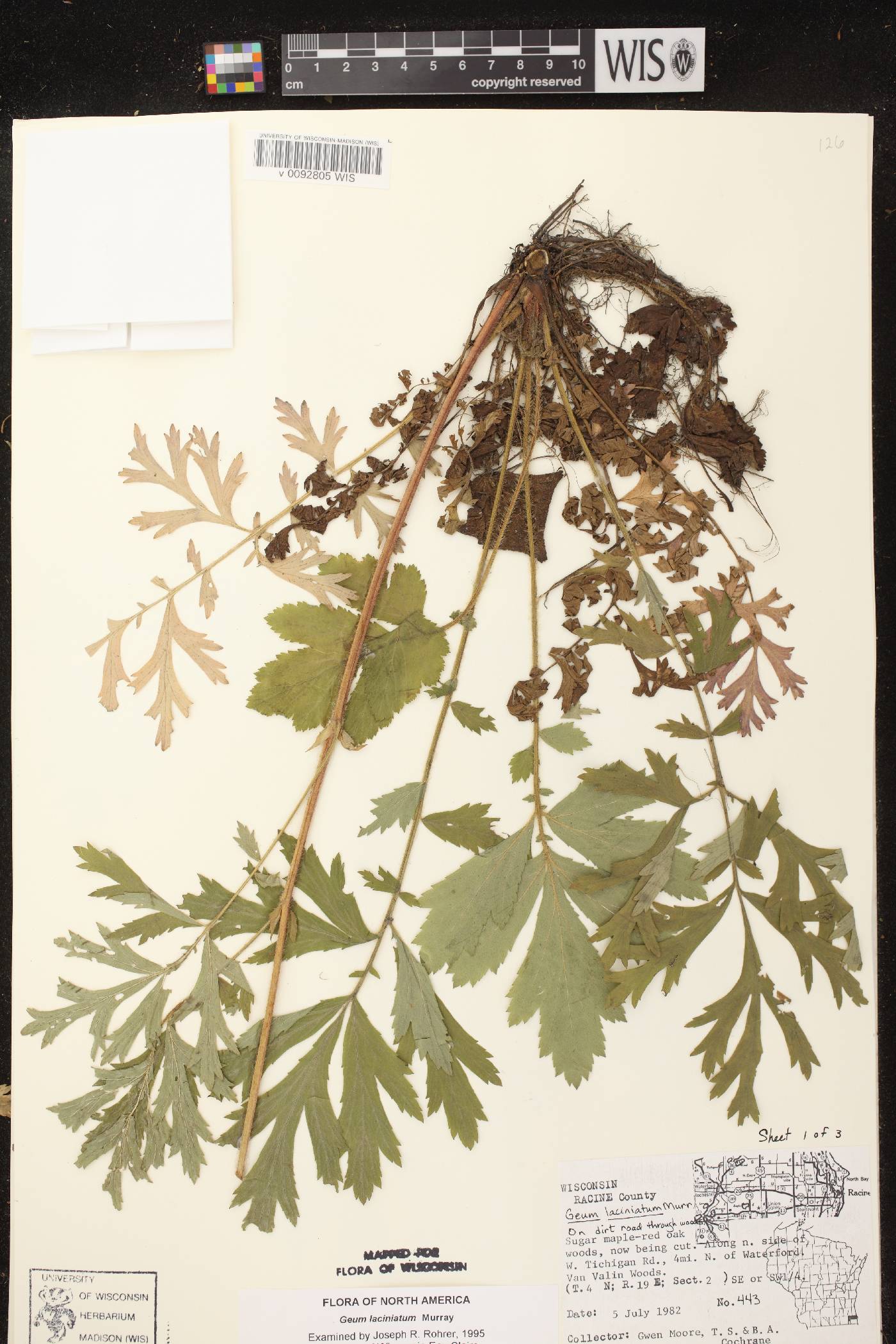 Geum laciniatum image