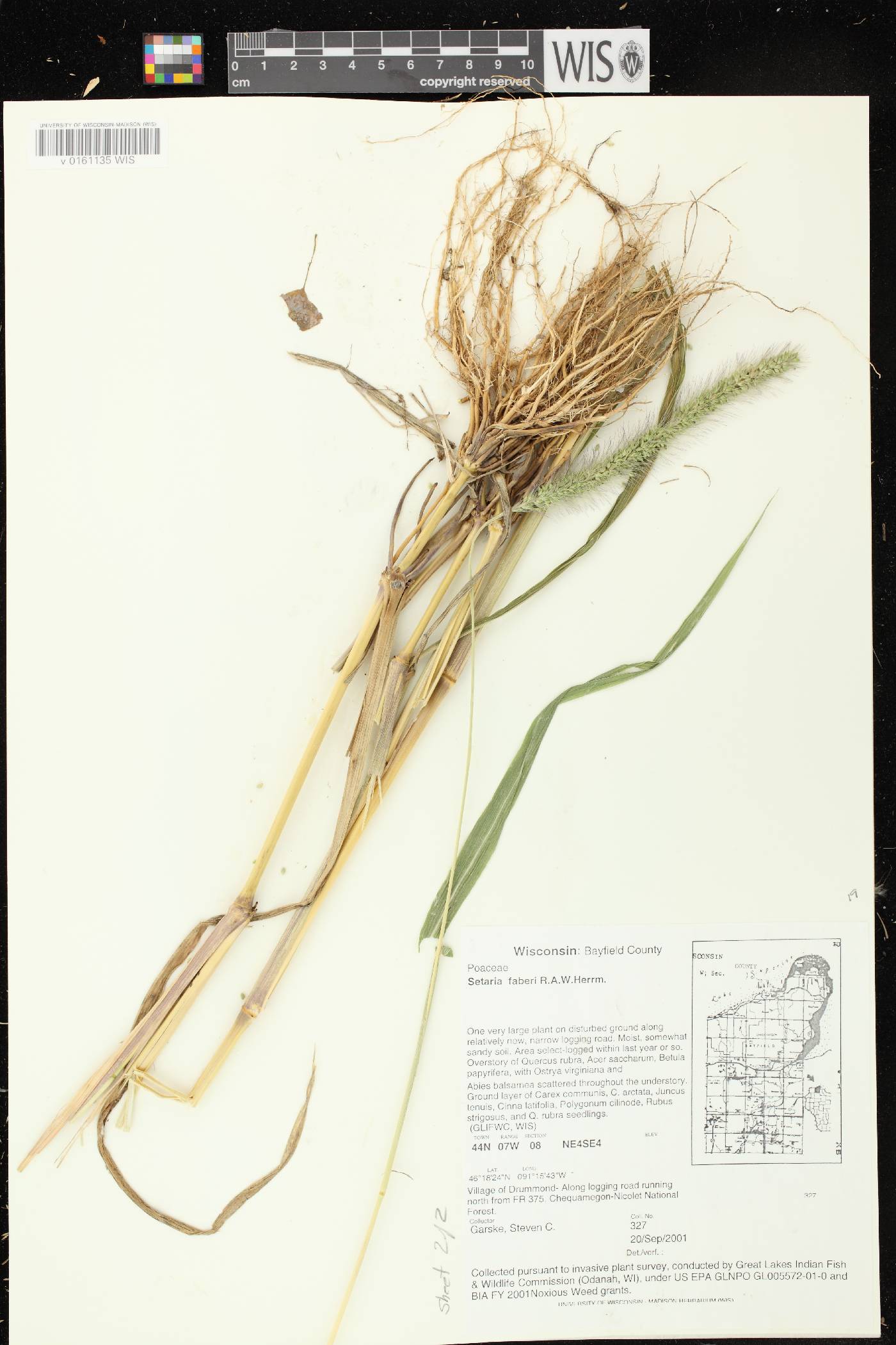 Setaria faberi image