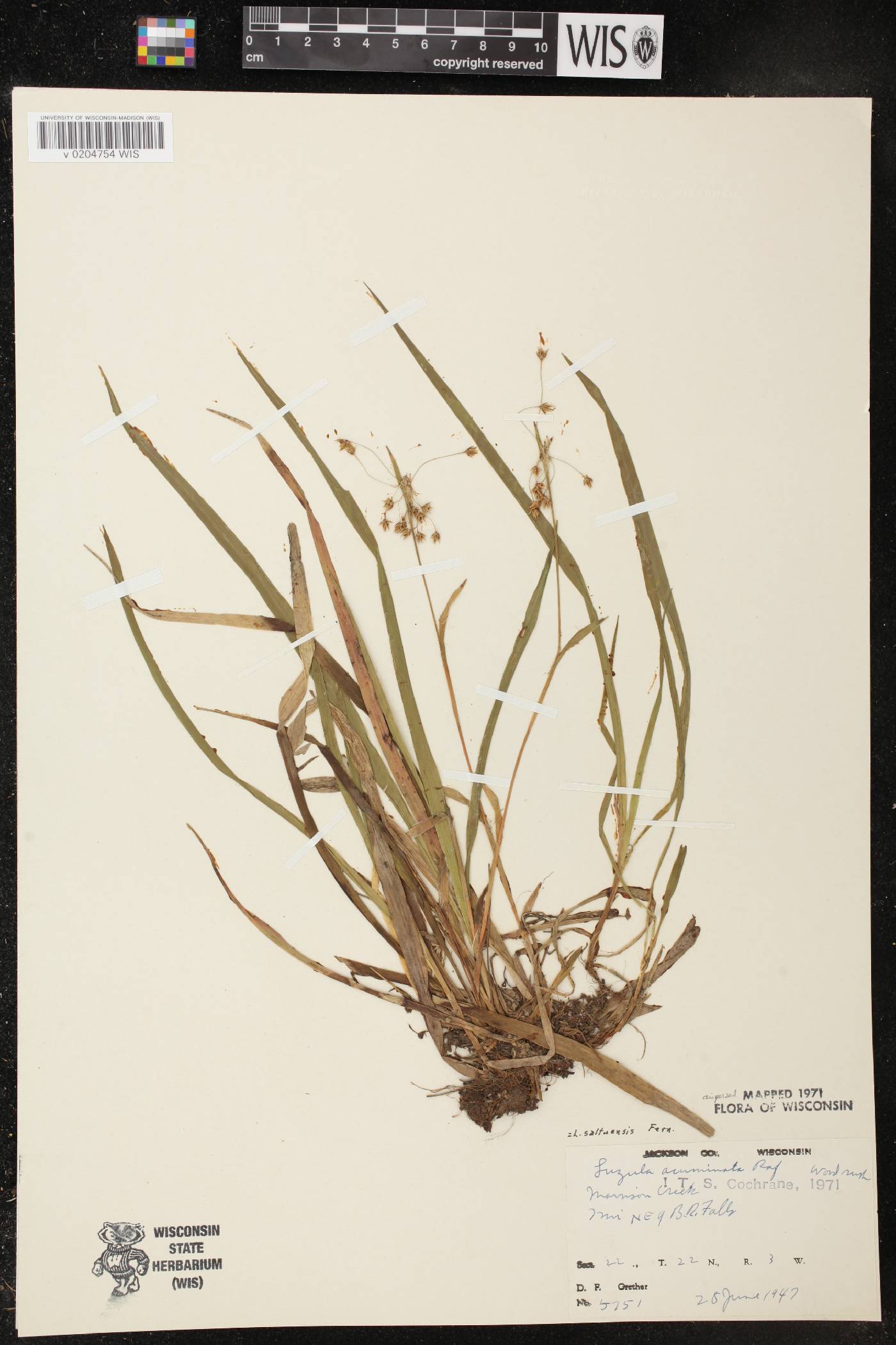 Luzula acuminata image