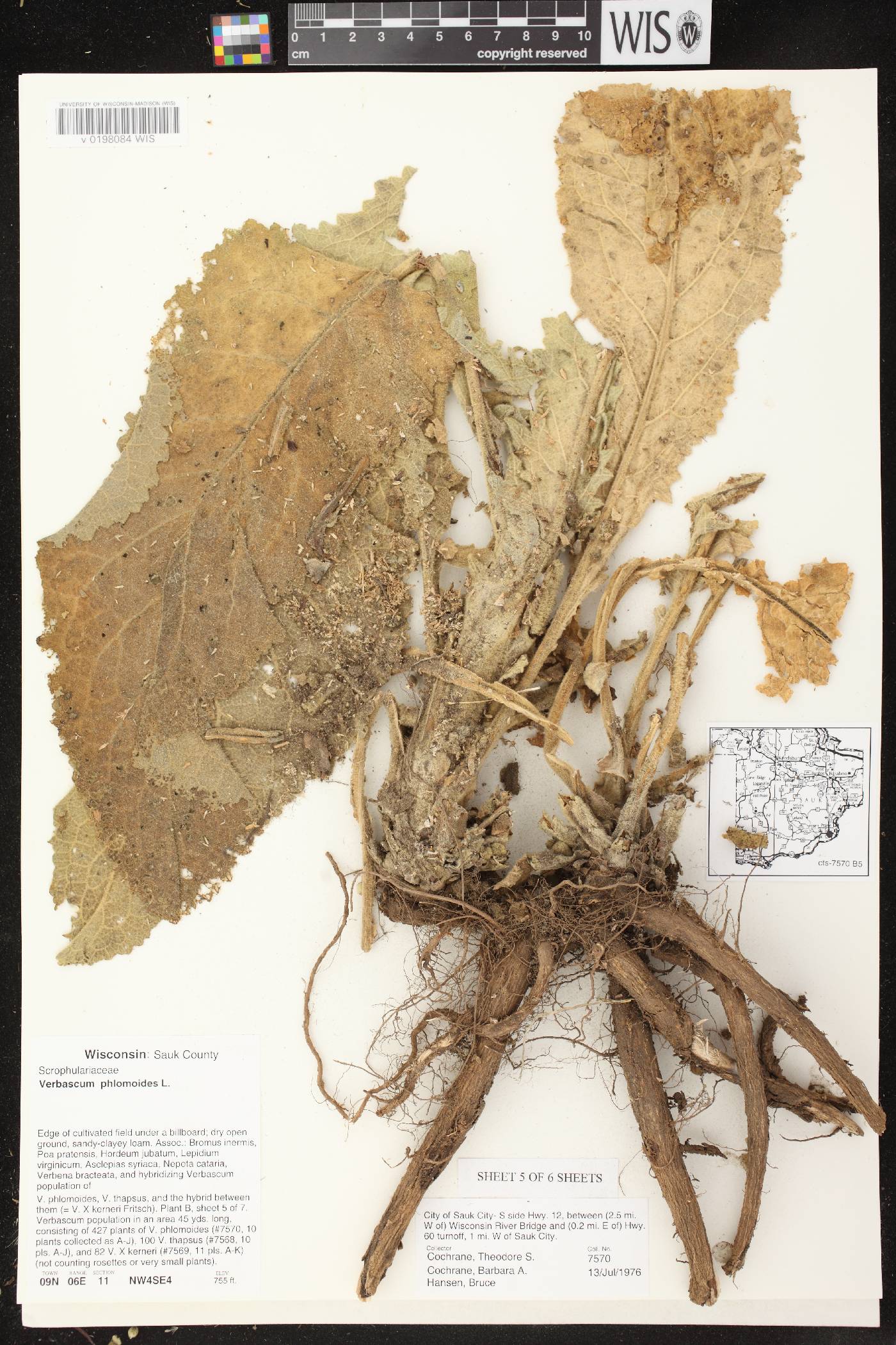 Verbascum phlomoides image