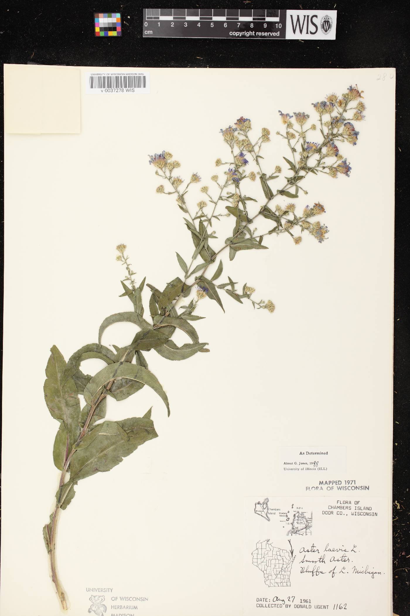 Symphyotrichum laeve image
