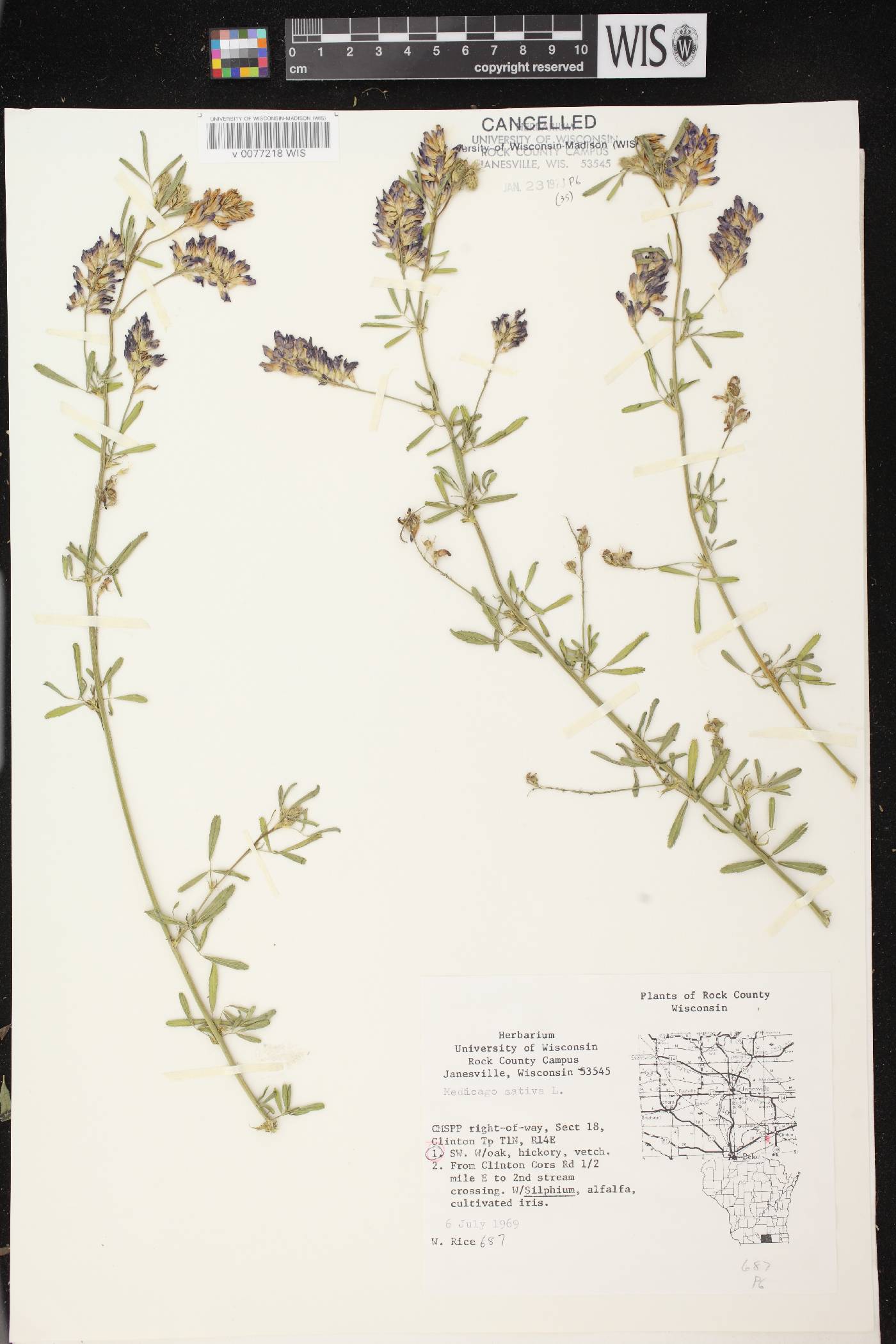 Medicago sativa image