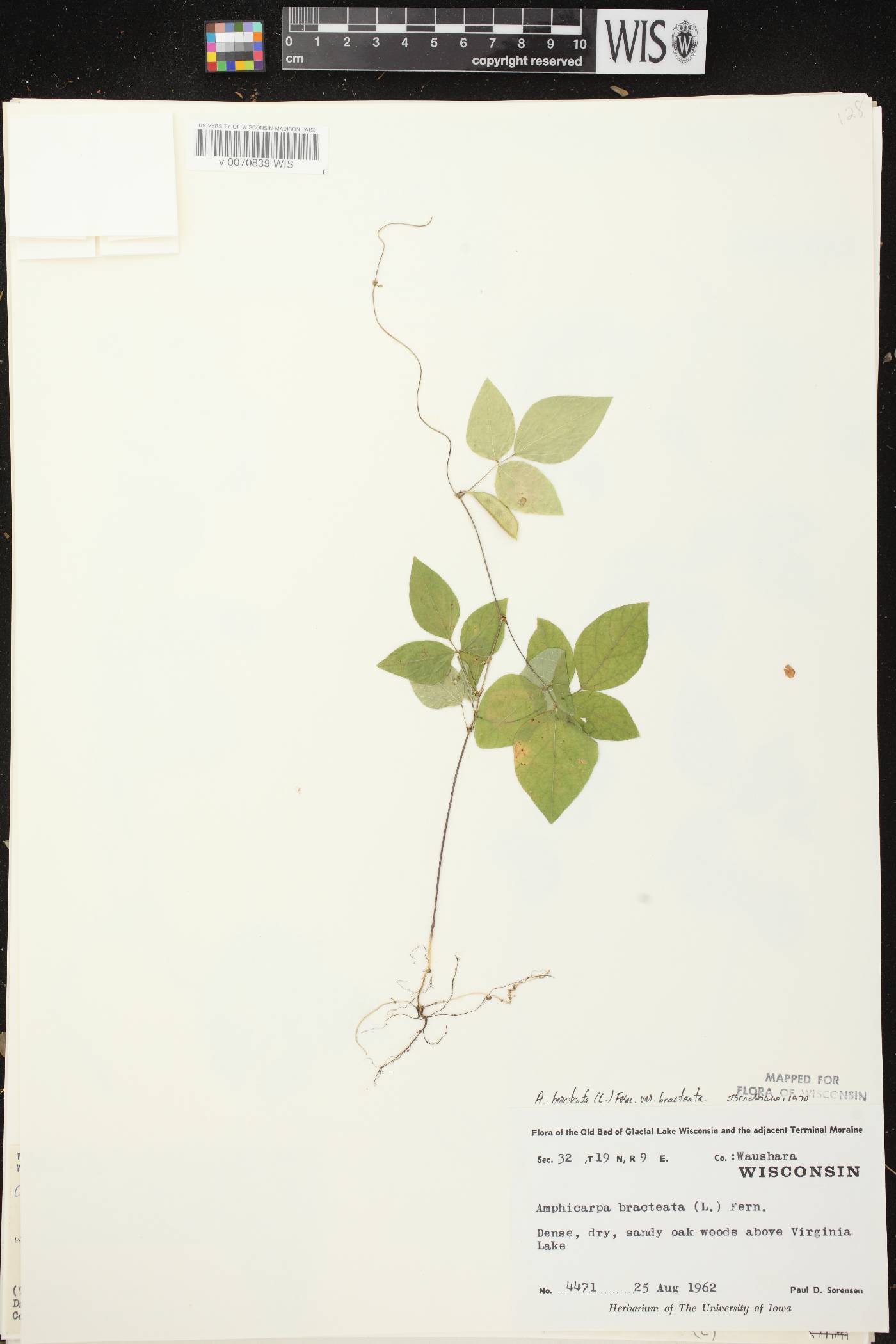 Amphicarpaea bracteata image