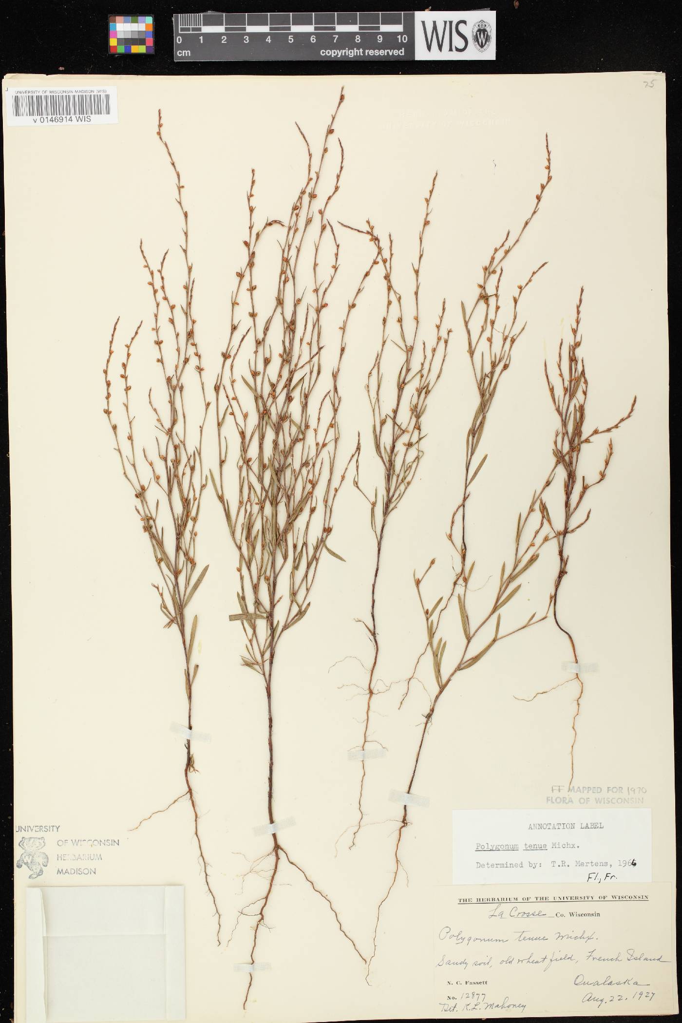 Polygonum tenue image