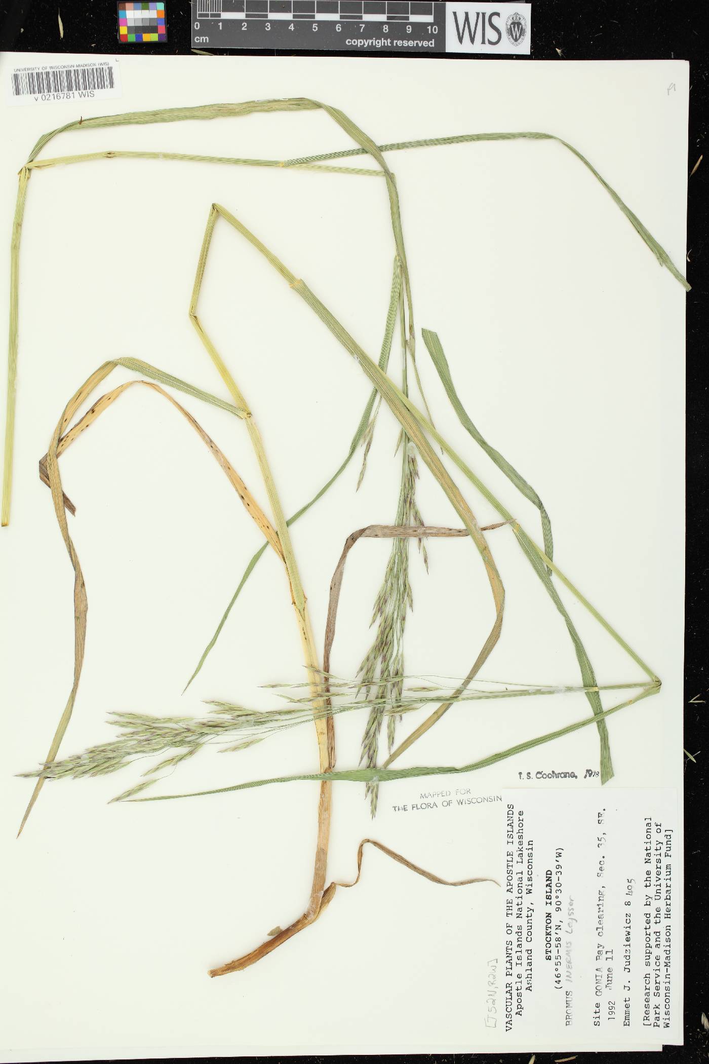 Bromus inermis image