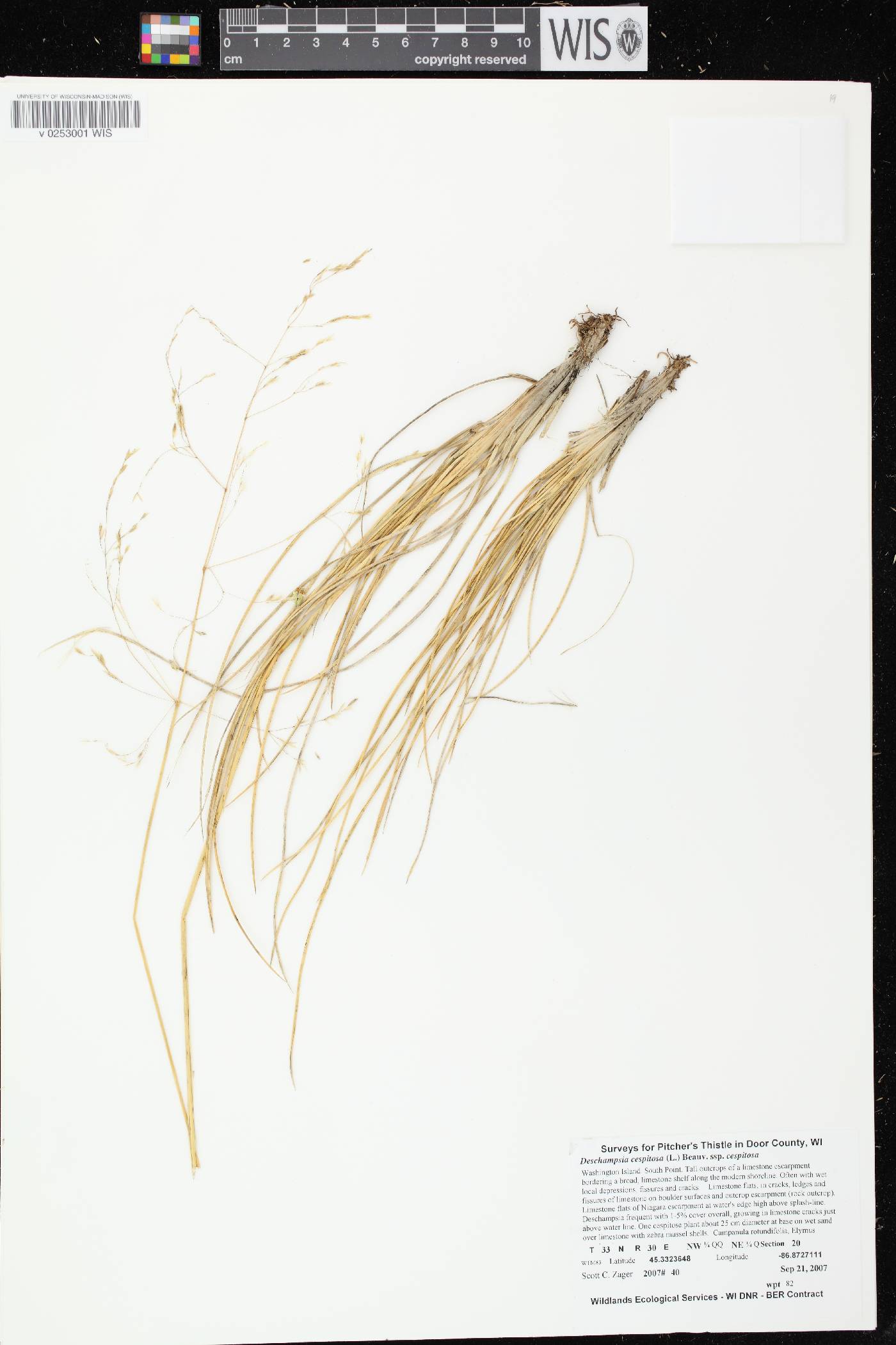 Deschampsia cespitosa image