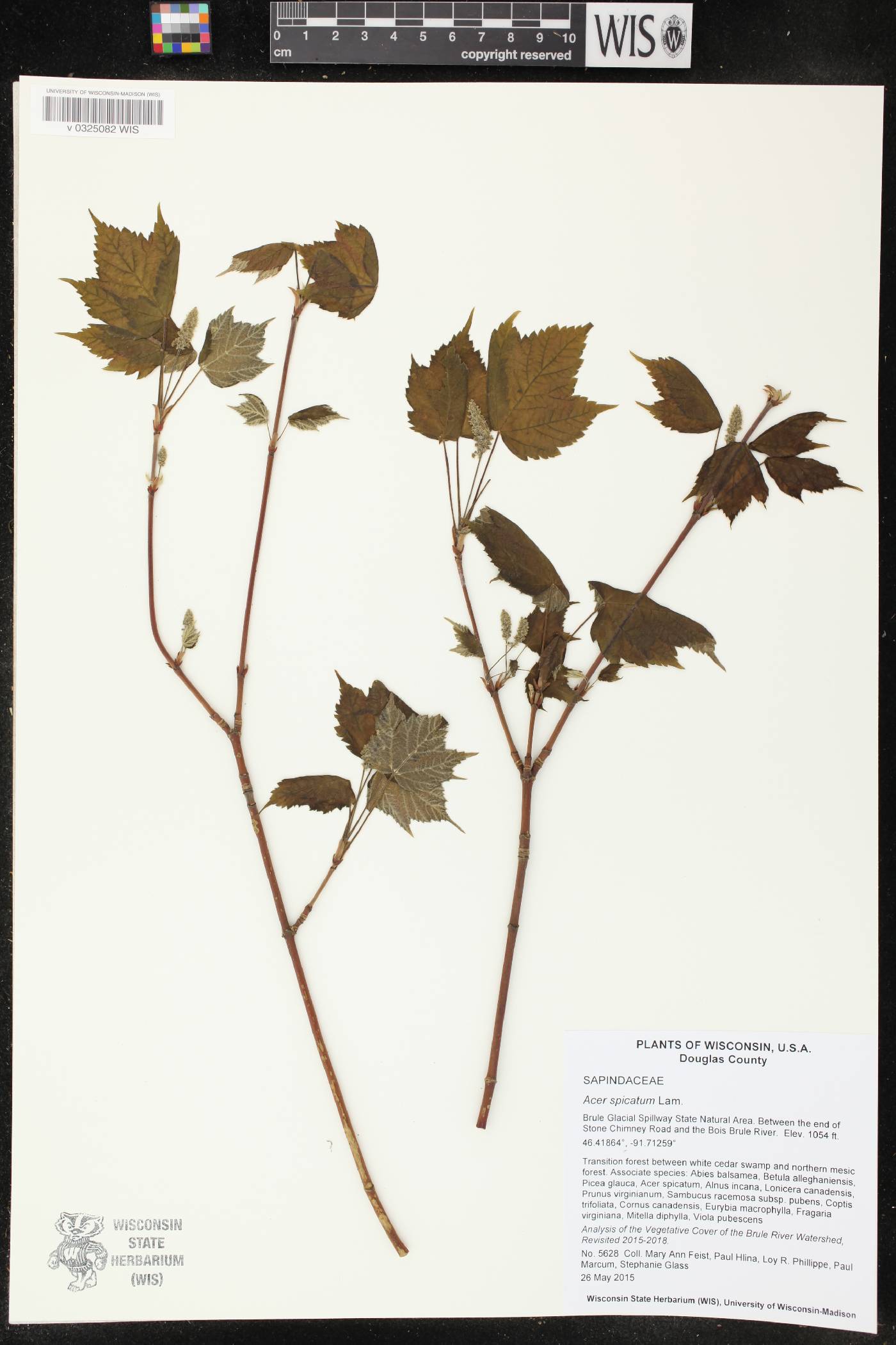 Acer spicatum image