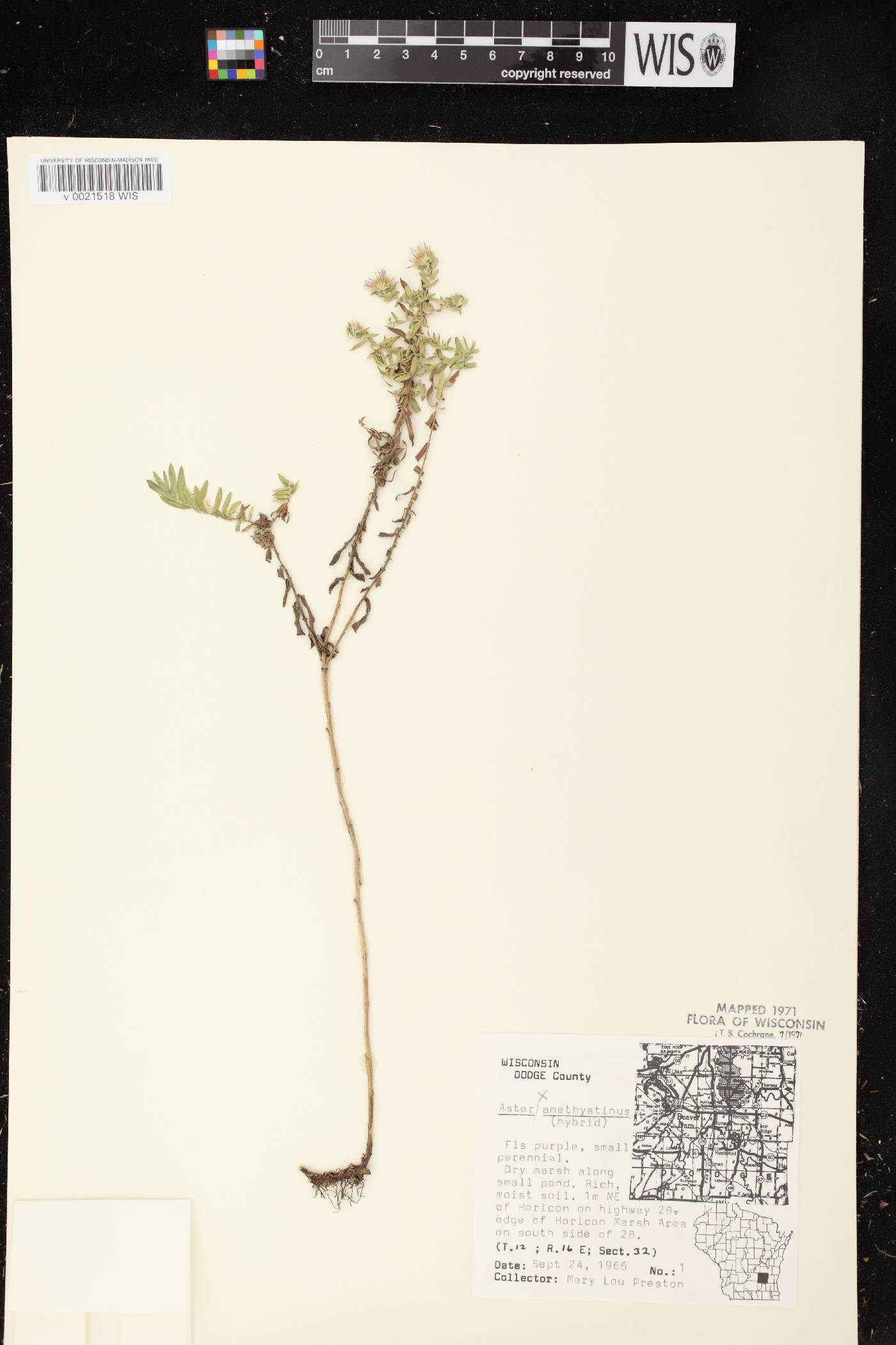Symphyotrichum X amethystinum image