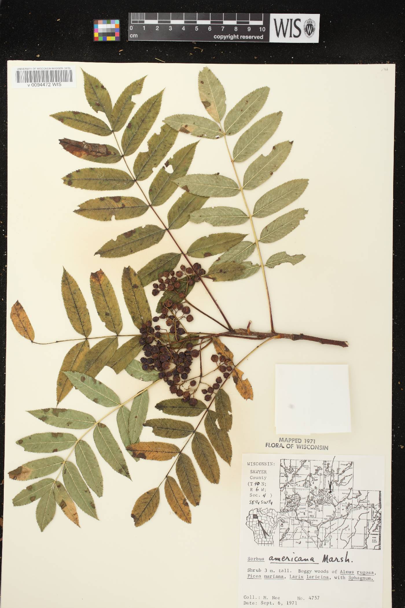 Sorbus americana image