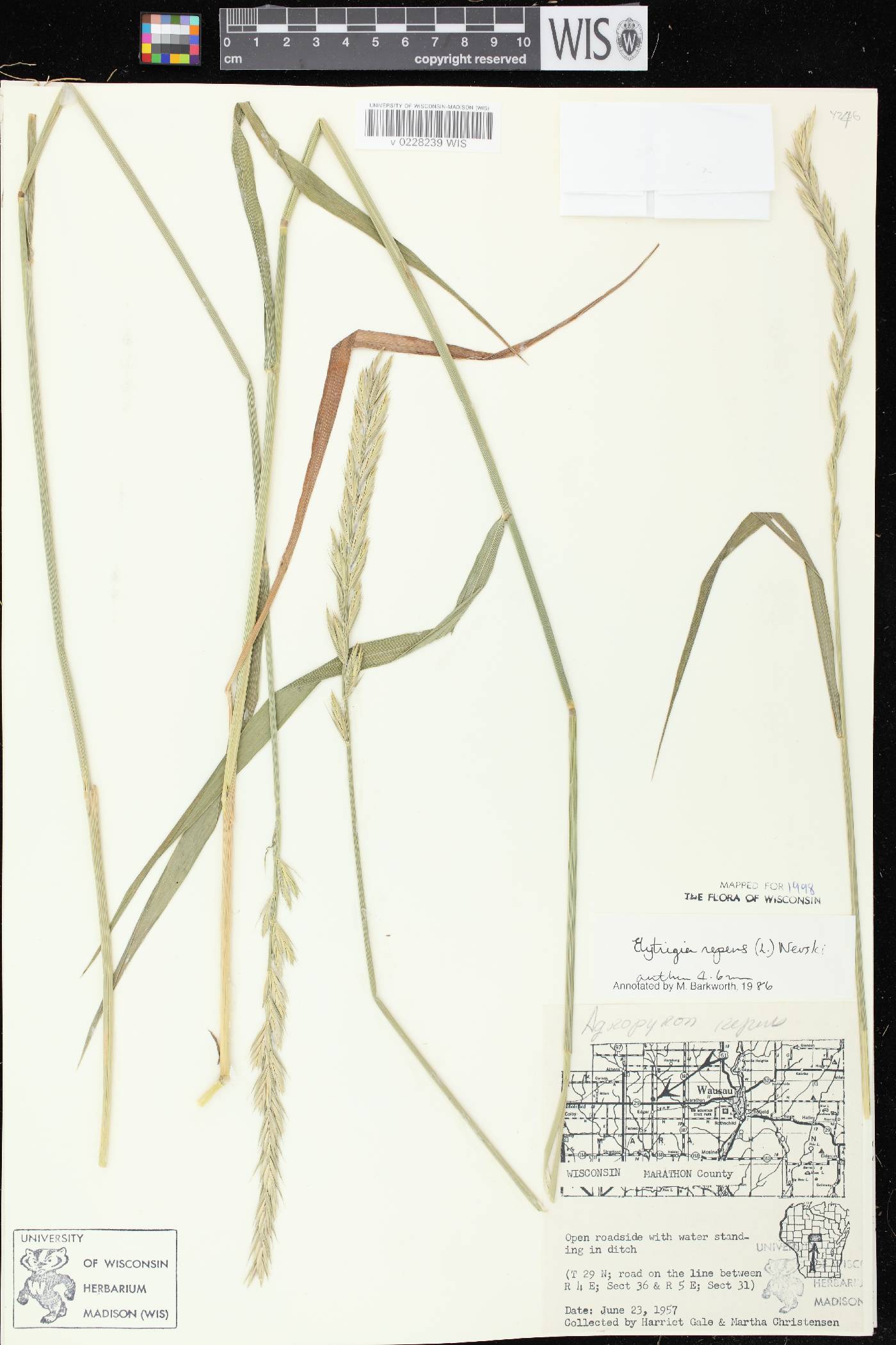 Elymus repens image