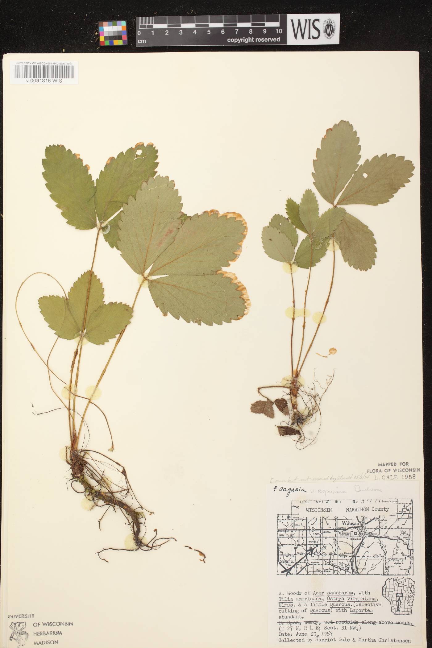 Fragaria virginiana image