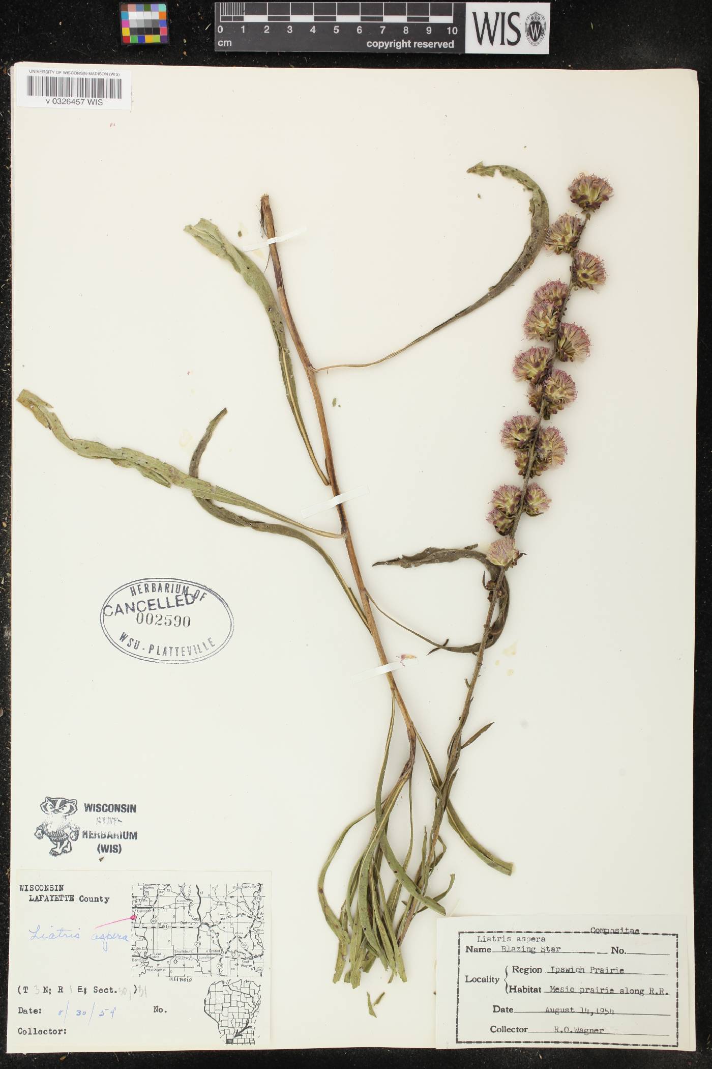Liatris aspera image