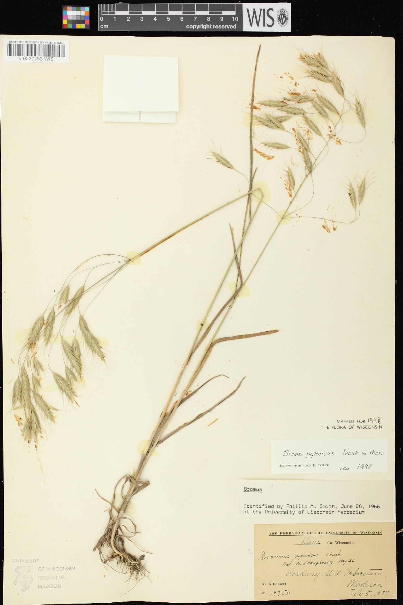 Bromus arvensis image