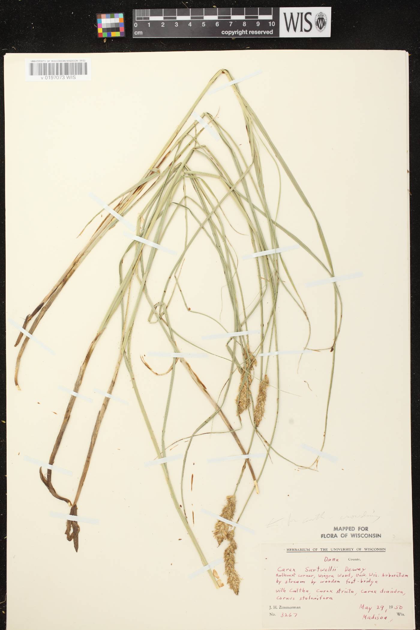 Carex sartwellii image