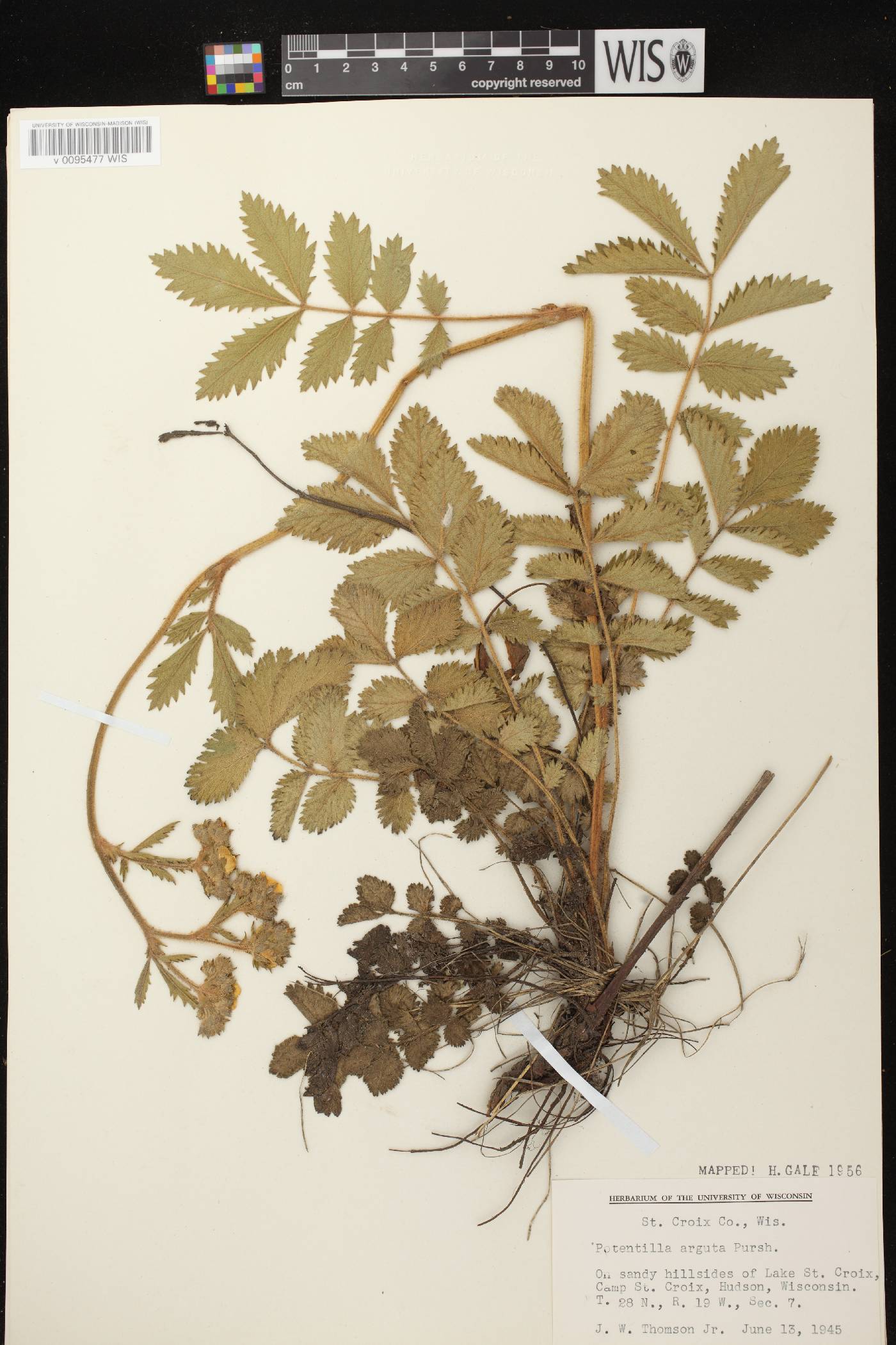 Drymocallis arguta image