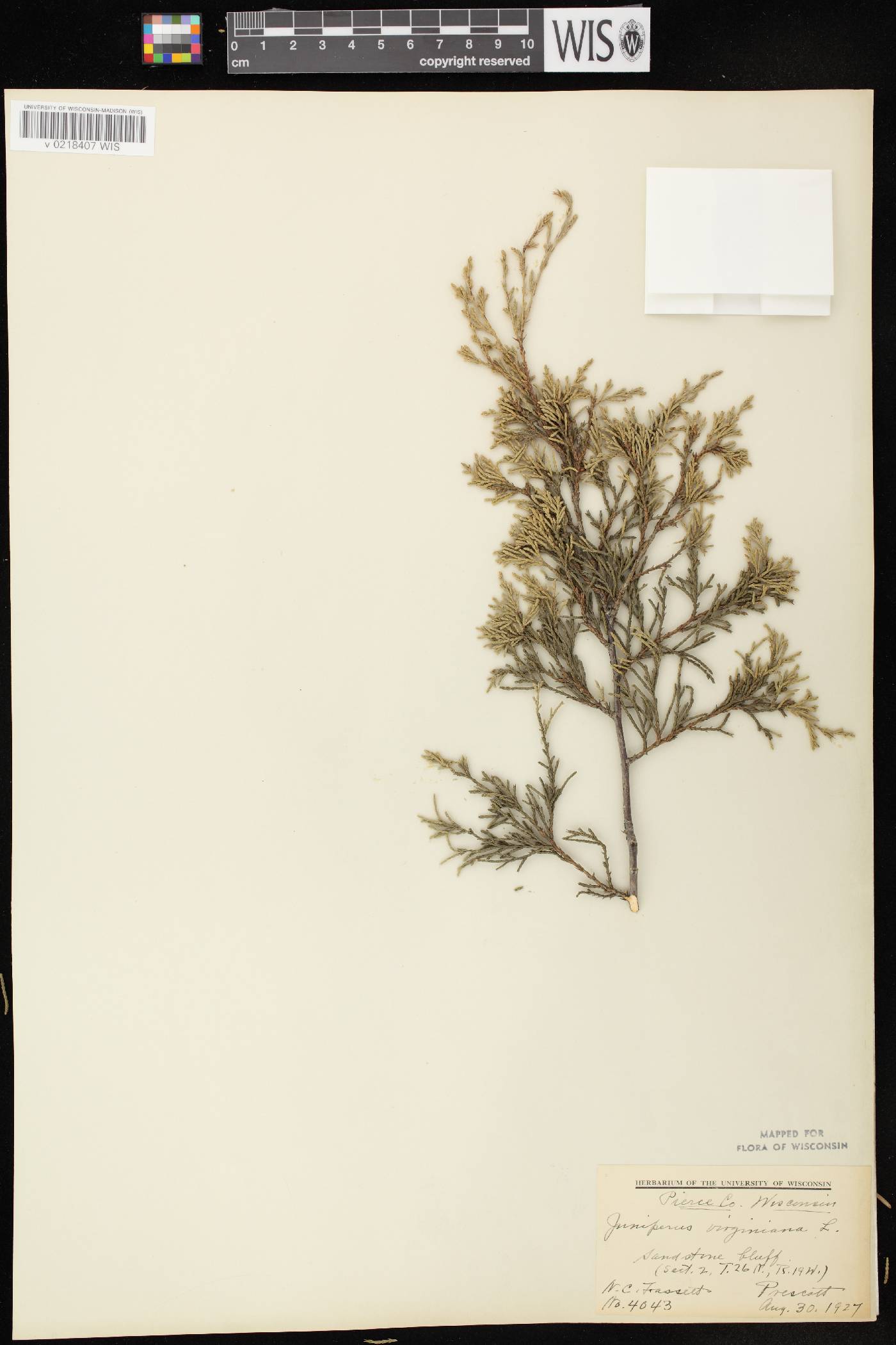 Juniperus virginiana image