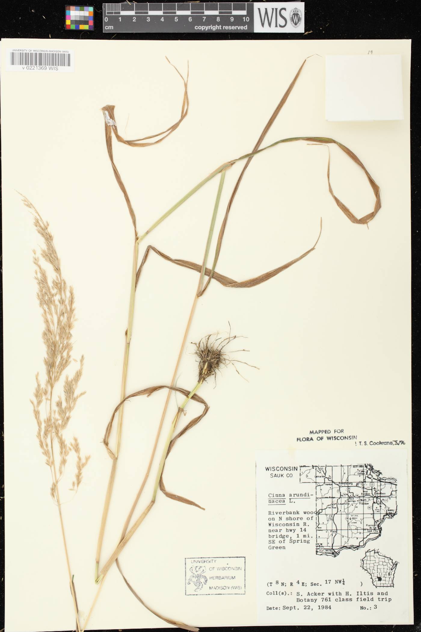 Cinna arundinacea image