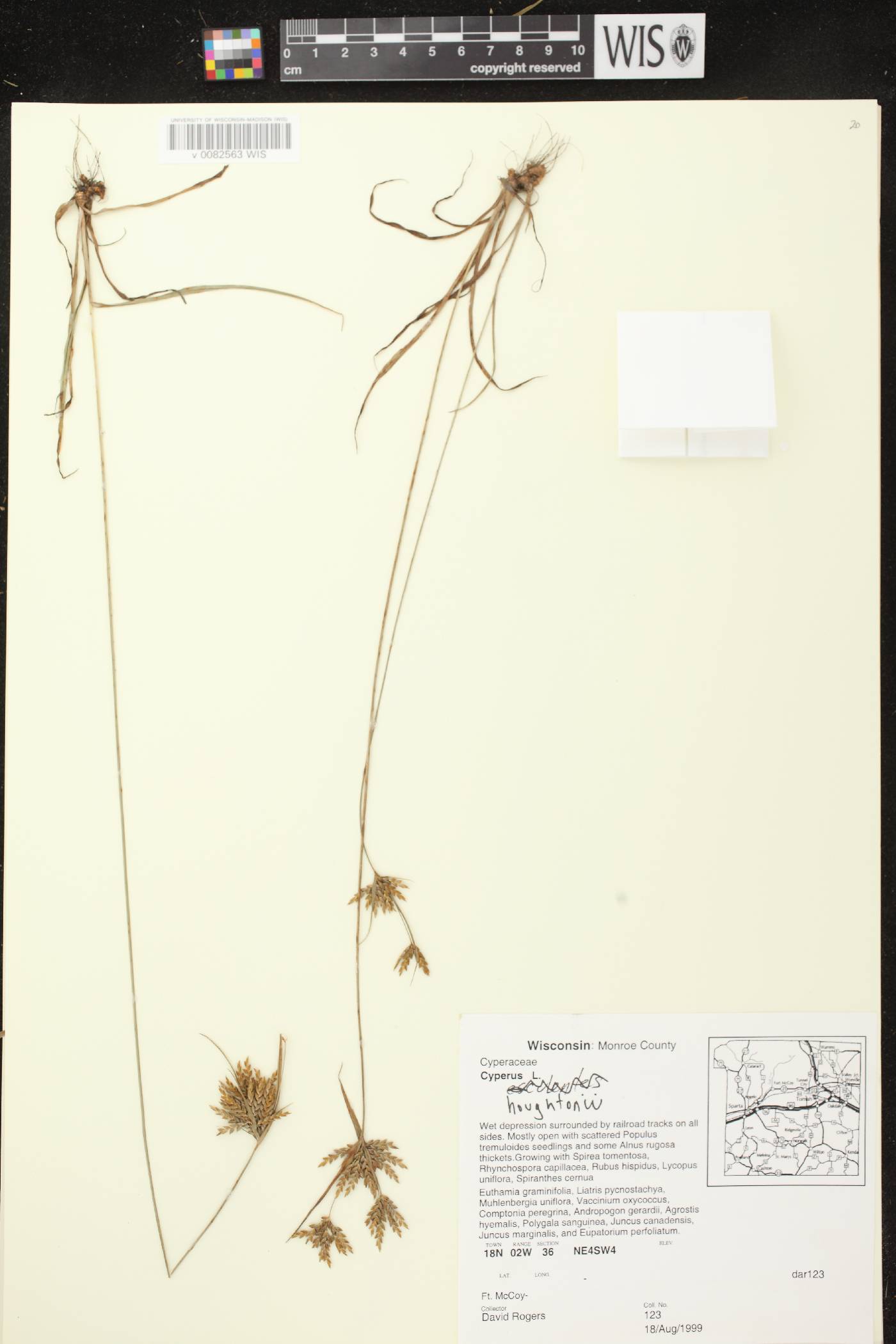 Cyperus houghtonii image