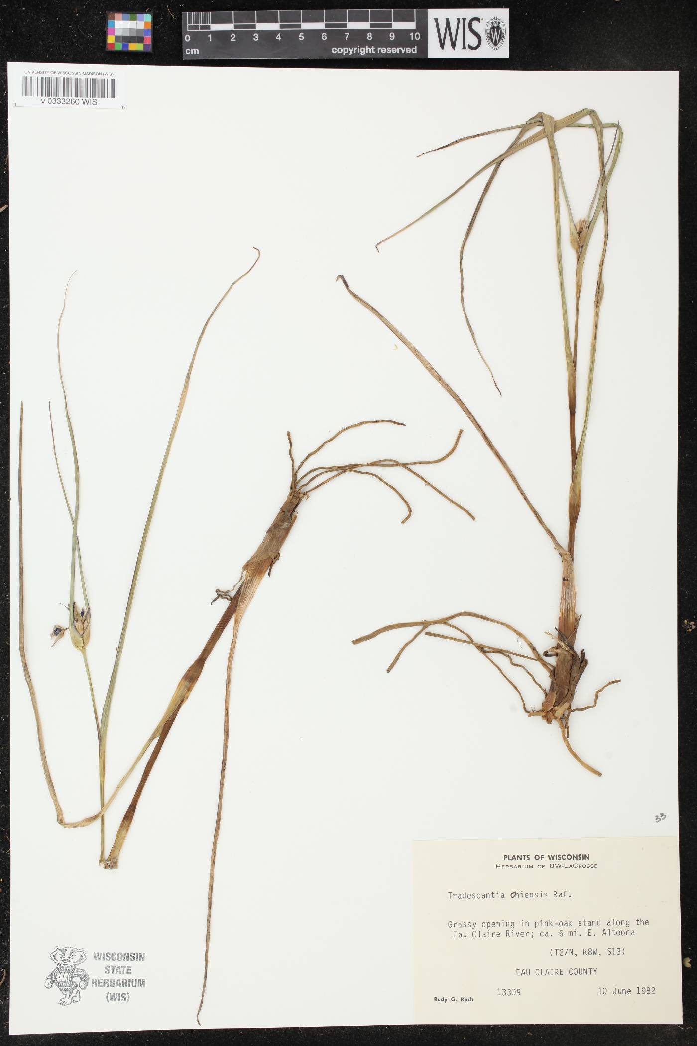 Tradescantia ohiensis image