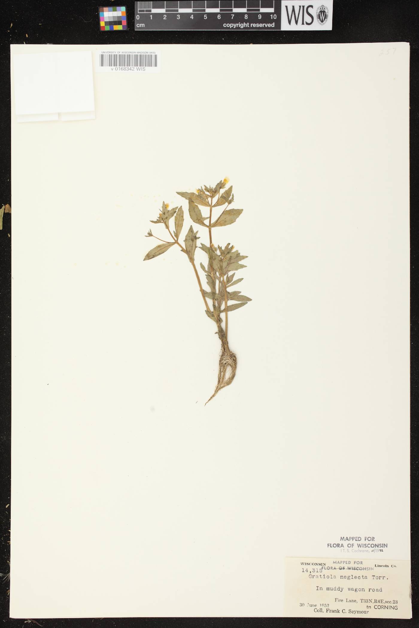 Gratiola neglecta image