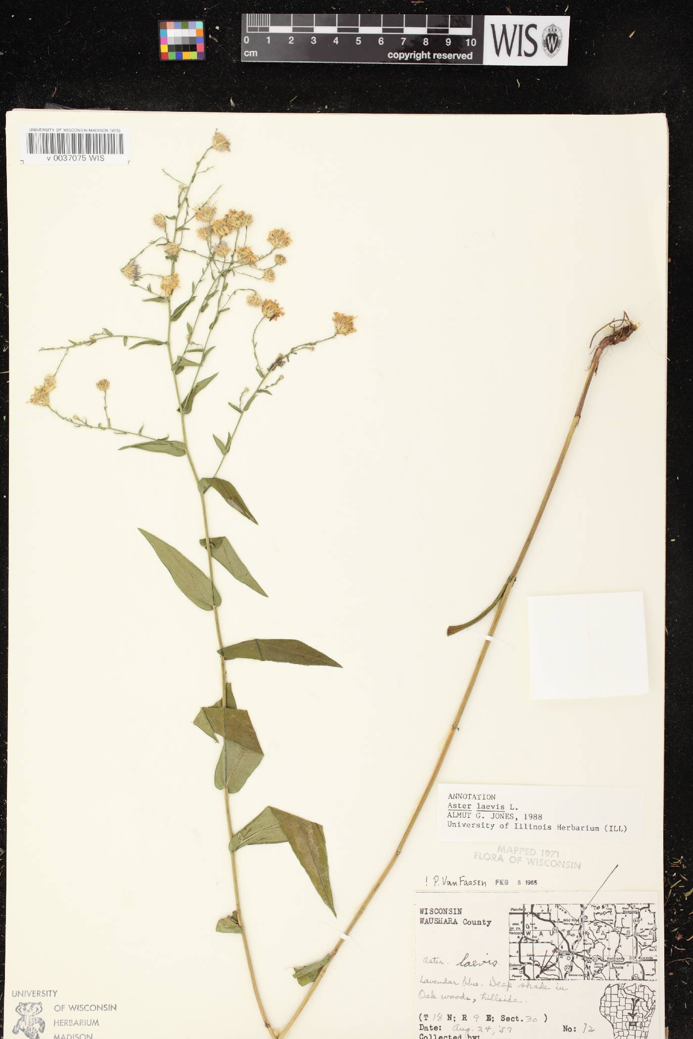 Symphyotrichum laeve image