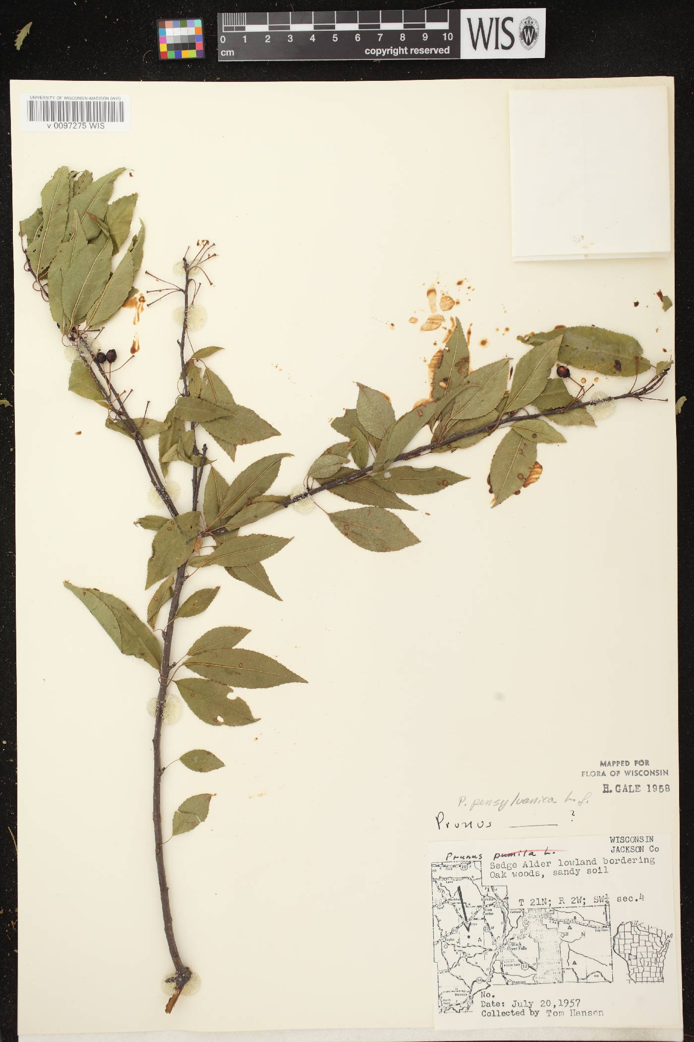 Prunus pensylvanica image