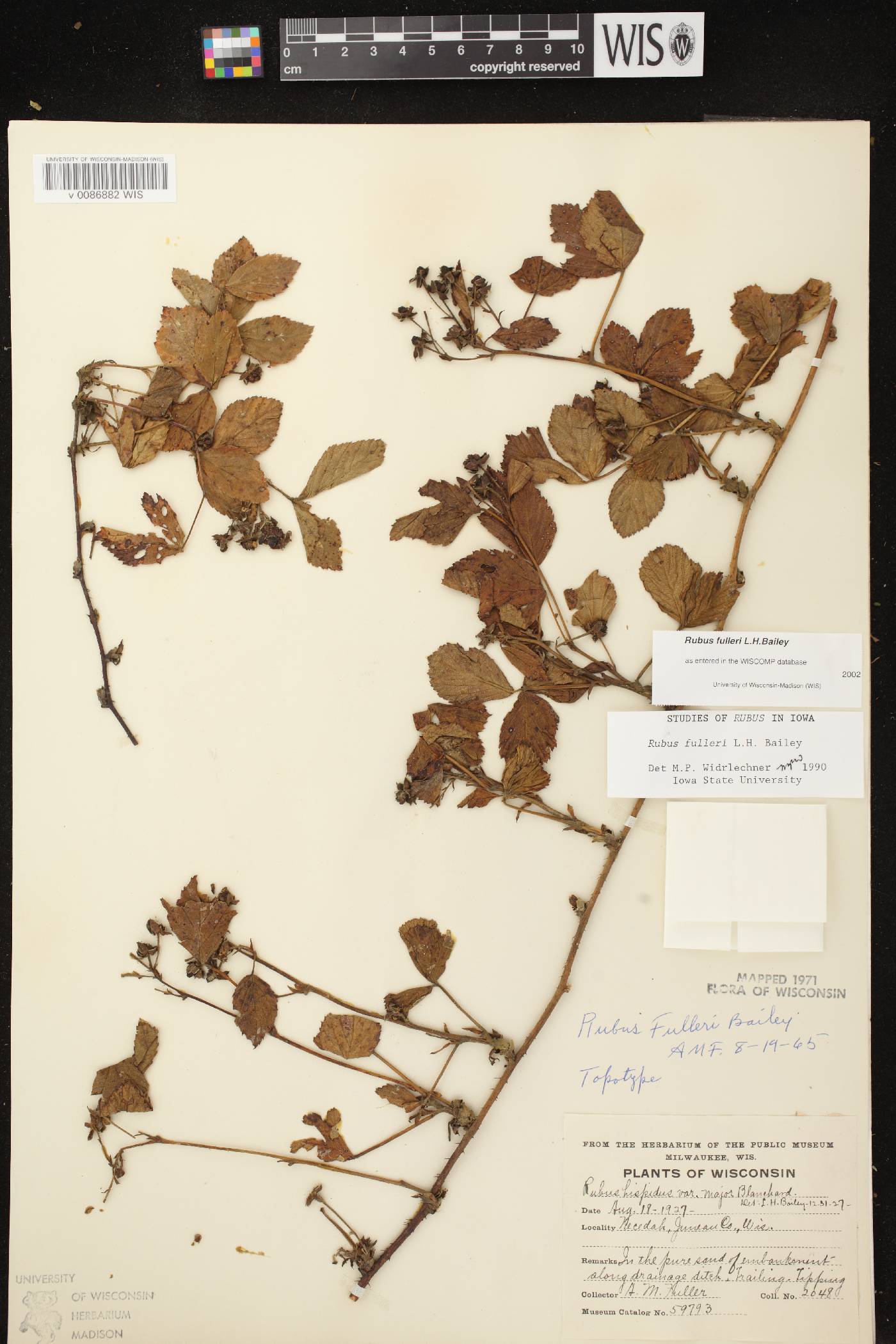 Rubus setosus image