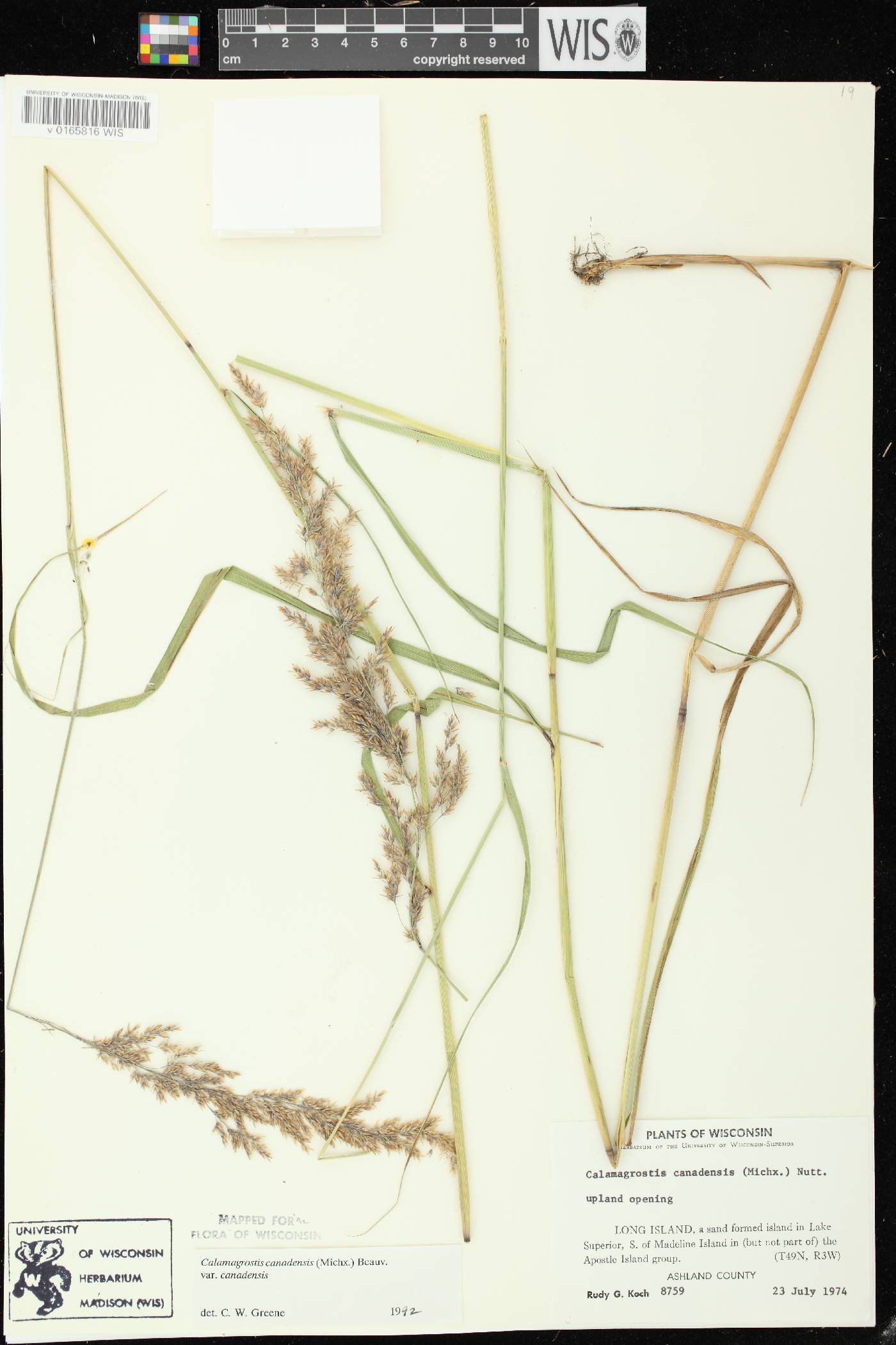 Calamagrostis canadensis var. canadensis image