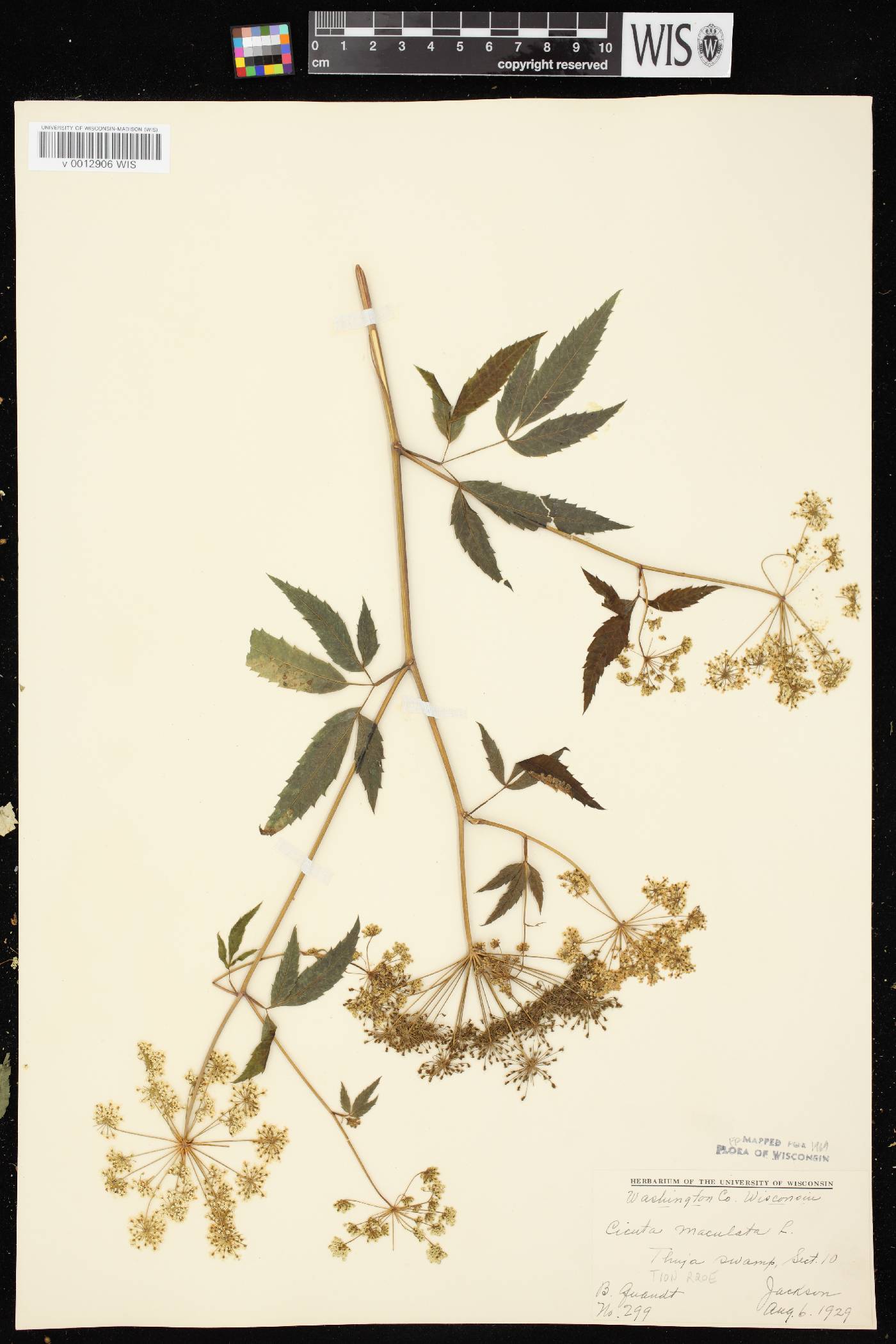 Cicuta maculata image