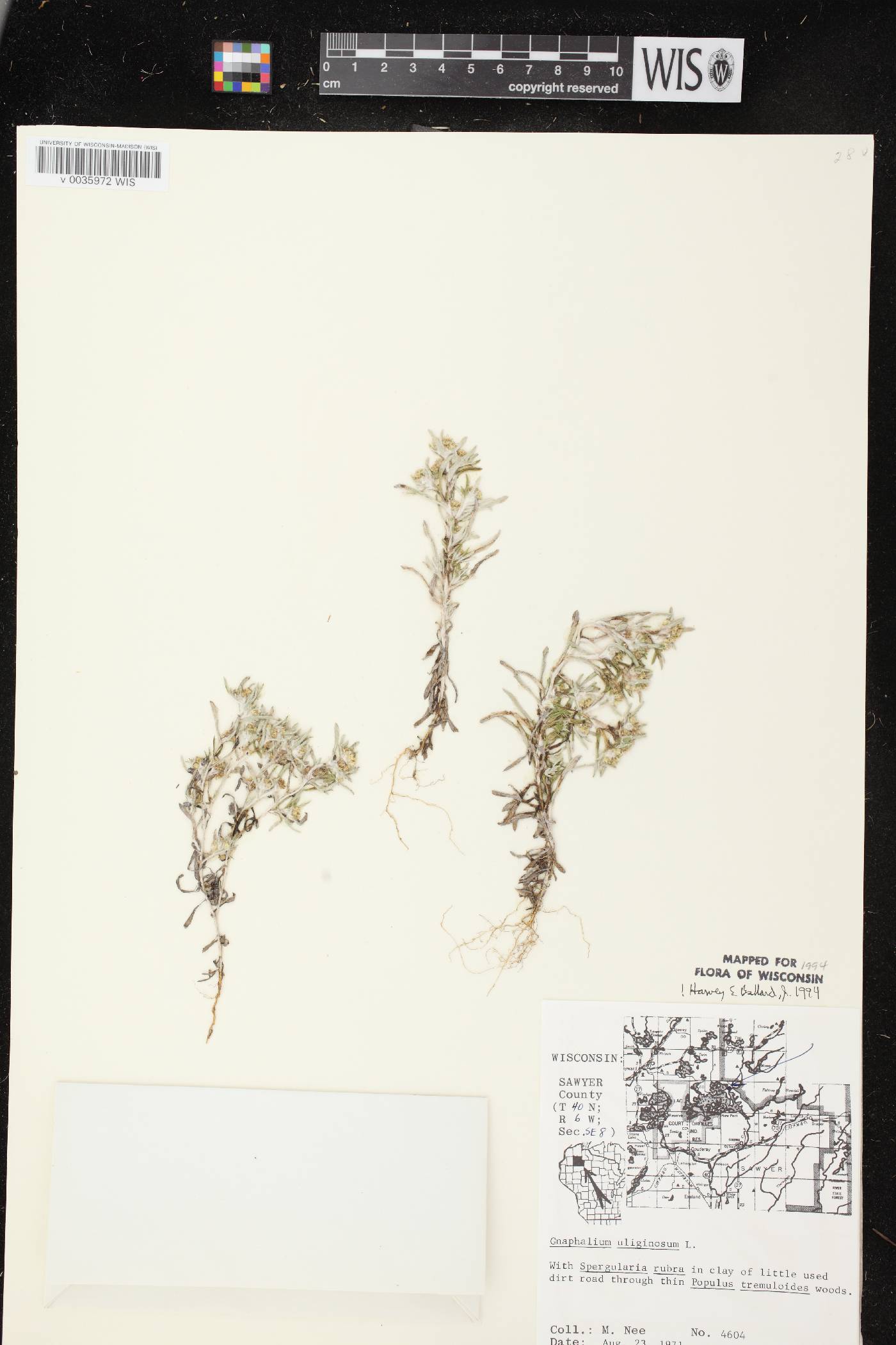 Gnaphalium uliginosum image