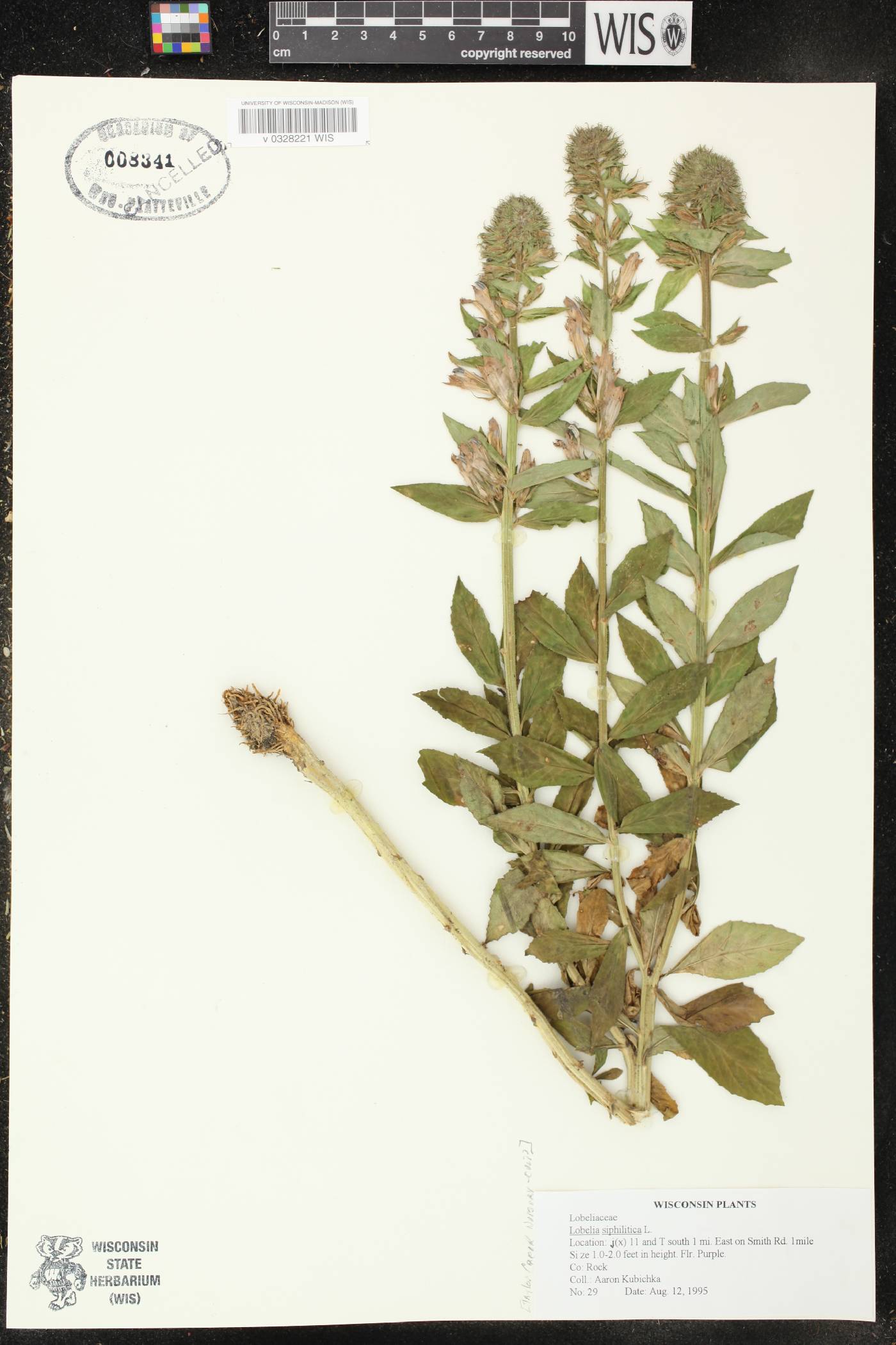 Lobelia siphilitica image