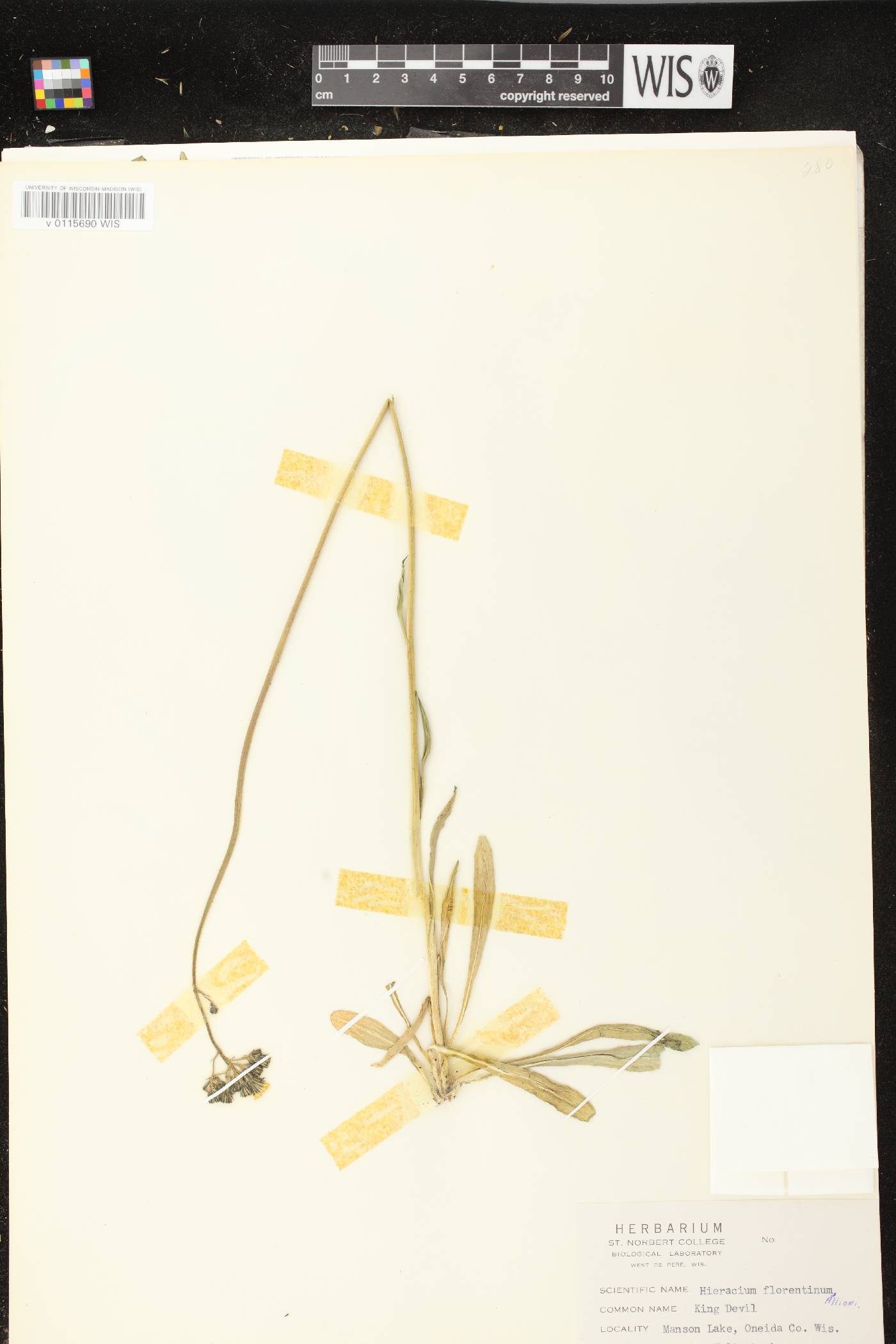 Hieracium piloselloides image