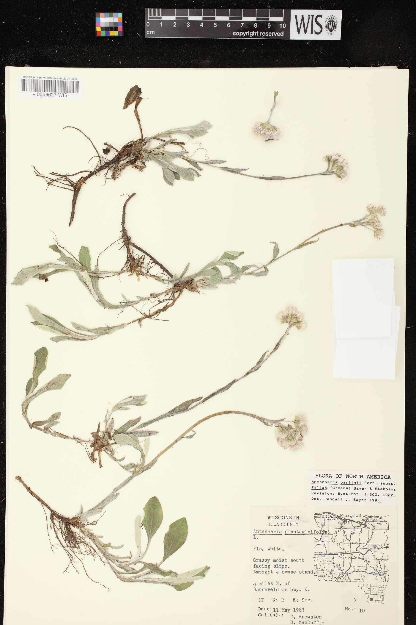 Antennaria parlinii subsp. fallax image